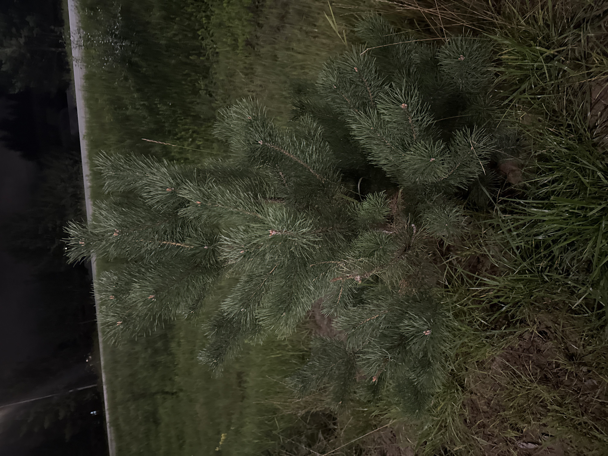 The image depicts a small pine tree situated in a grassy area adjacent to a road. The scene is dark, suggesting it was taken at night. The pine tree is the central subject, with its green needles and branches clearly visible. The surrounding environment consists of dense grass and some bare earth. In the background, a road is visible, with trees and darkness beyond. There are no people or specific objects that would indicate a particular location within Sovetskiy, Russia, beyond the presence of typical roadside vegetation and infrastructure.