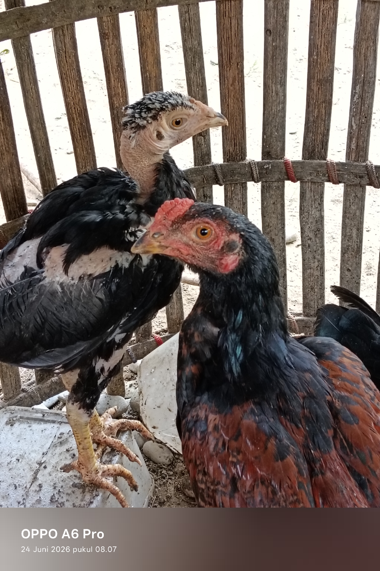 Two young chickens are standing in a coop made of wooden slats in Rheum Barat, Indonesia. The chicken in the foreground is mostly black with some reddish-brown feathers on its body and a red comb and wattles. The chicken behind it is black with white and gray speckled feathers on its neck and head. Both chickens have yellow eyes and light-colored legs and feet. The background consists of more wooden slats and a sandy ground. The lighting suggests it is daytime, possibly late morning or afternoon, with soft, diffused light. The overall impression is of a simple, rural setting where the chickens are kept. The image also contains text in the lower part of the frame: "OPPO A6 Pro" and "24 Juni 2026 pukul 08.07", indicating the device used to capture the photo and the date and time.