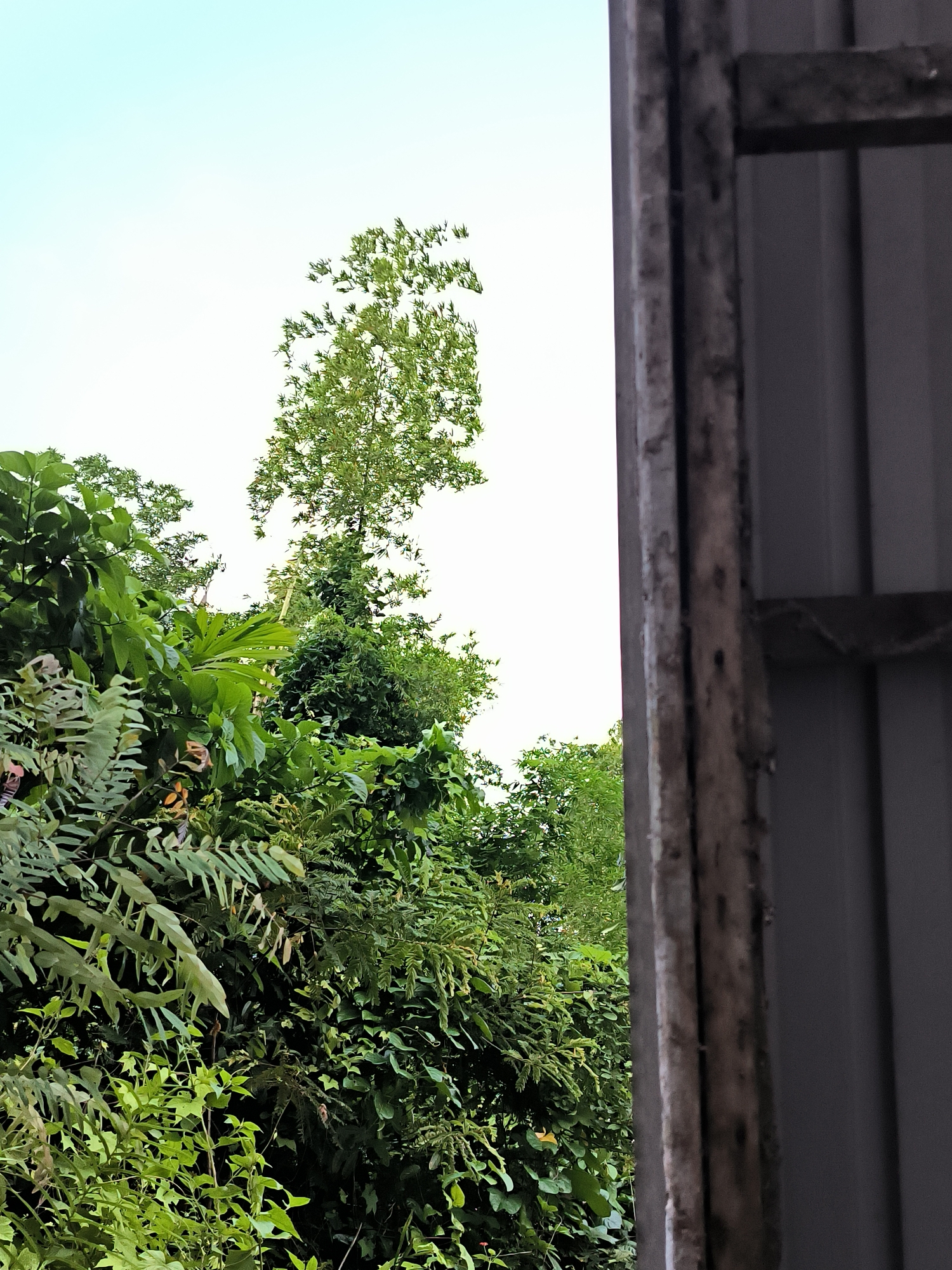 A view of a lush, green jungle and trees through a metal frame, with a partially obscured metal structure to the right. The foliage consists of various leaf shapes and sizes, creating a dense, layered appearance. At the top, a tall, slender tree reaches towards the sky. The location is Lhokseumawe, Indonesia.