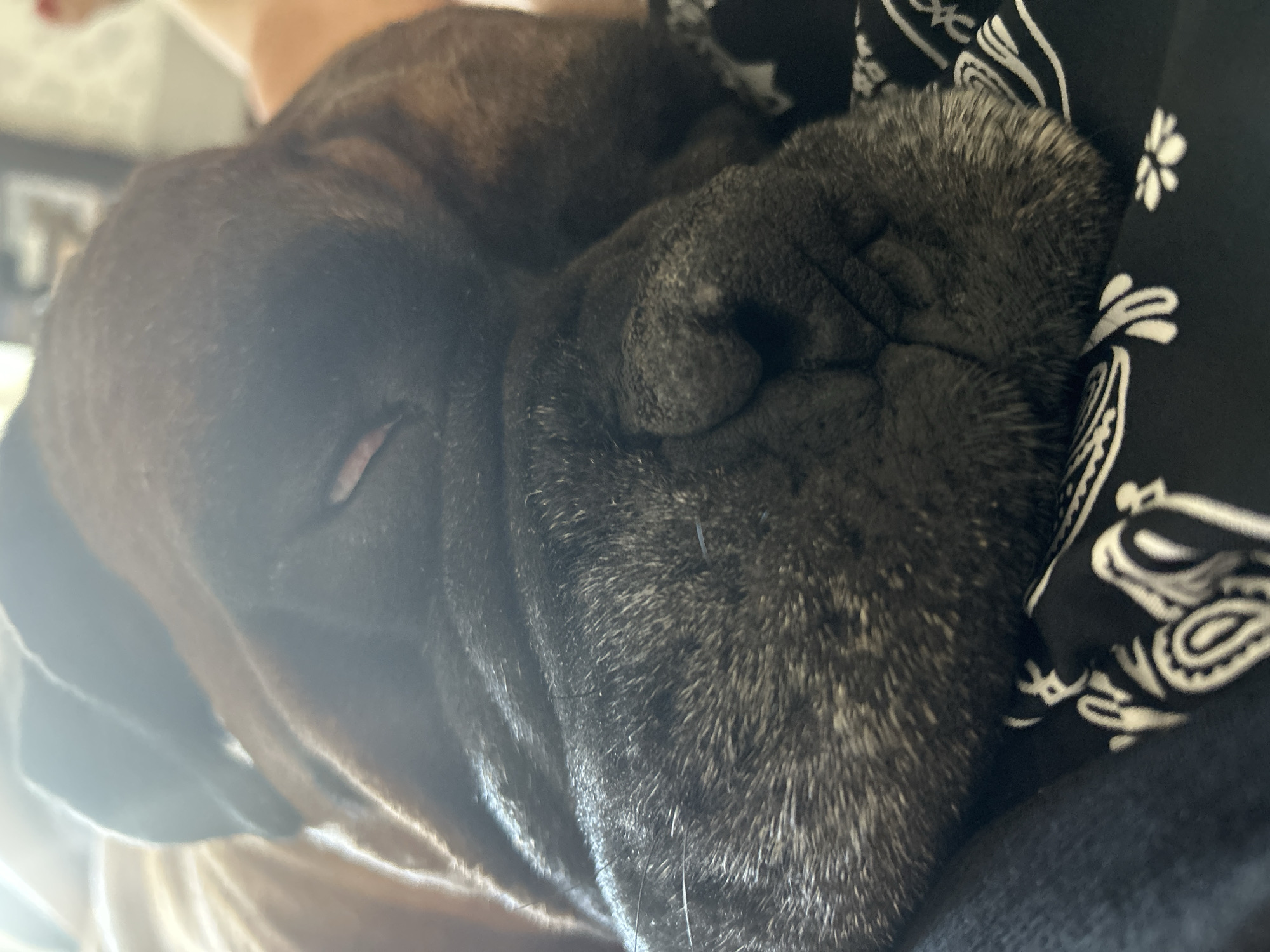 The image shows a close-up view of a dog's head, curled up and sleeping. The dog appears to be a boxer or a similar breed with short, dark fur and a broad snout. Its eyes are closed, and its face is pressed into what seems to be fabric. Part of a black bandana with a white paisley pattern is visible next to the dog's head. The lighting suggests it might be daytime, possibly indoors, with some natural light casting a soft glow on the scene. The dog looks relaxed and peaceful. The background is blurred, but hints of indoor furnishings are discernible. No visible text is present in the image.