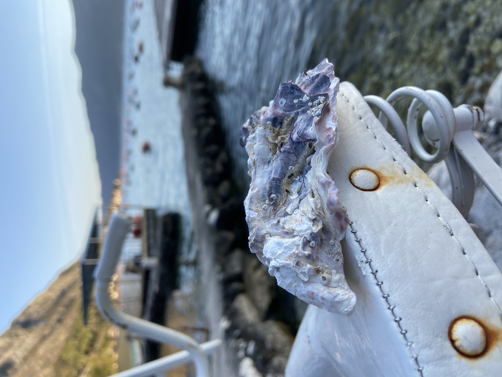 A close-up, slightly off-kilter, photograph depicts an oyster shell attached to a white, worn boat seat with rusty stains. The oyster shell displays a mix of colors including white, purple and grey. It is encrusted with small, white organisms. In the blurry background, a body of water is visible, along with a portion of the shoreline that appears to be in Donji Orahovac, Montenegro, based on the mountainous terrain, coastal architecture, and typical Adriatic scenery. The photo appears to have been taken from a boat. The water shows dappled patterns of light. A portion of the boat’s railing is visible on the lower left, adding to the context.