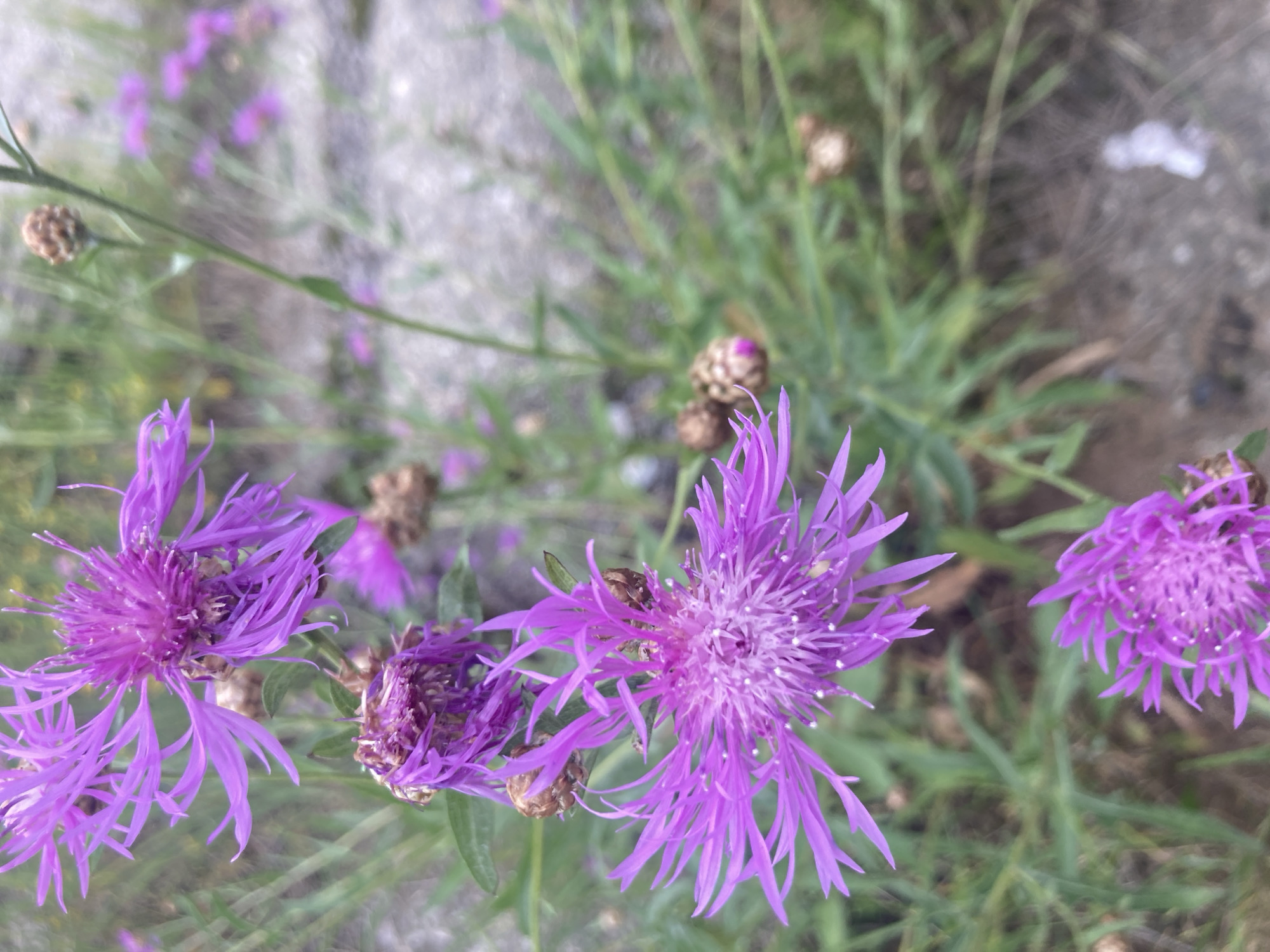 In Monino, Russia, a close-up, vertical, outdoor photograph captures several purple thistle-like flowers in varying stages of bloom and wilting. The primary subjects are two vibrant purple flowers in the foreground, with delicate, spiky petals. Behind them, to the left and center, are more flowers, some appearing wilted with brown centers, and unfurled buds. The background consists of blurred green foliage and a grey, textured surface, possibly a pathway or stonework, suggesting an urban or garden setting. The lighting is natural, and the focus is sharp on the flowers, while the background is softly blurred. There are no people or animals visible in the image.