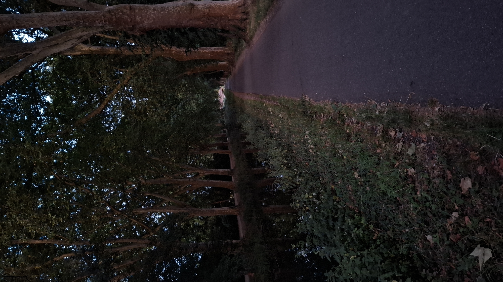 The image depicts a tree-lined path next to a canal in Strasbourg, France, possibly along the Canal de la Marne au Rhin. Tall, mature trees with dense foliage cast shadows, creating a somewhat dim atmosphere, suggesting it is either early morning or late evening. A paved pathway runs alongside the canal, which is visible on the left, reflecting the trees and the sky. The pathway appears to be a walking or cycling path. The vegetation along the canal bank is lush and green in some areas, with some fallen leaves scattered on the ground, indicating it might be autumn. The overall scene evokes a sense of tranquility and nature within an urban setting.