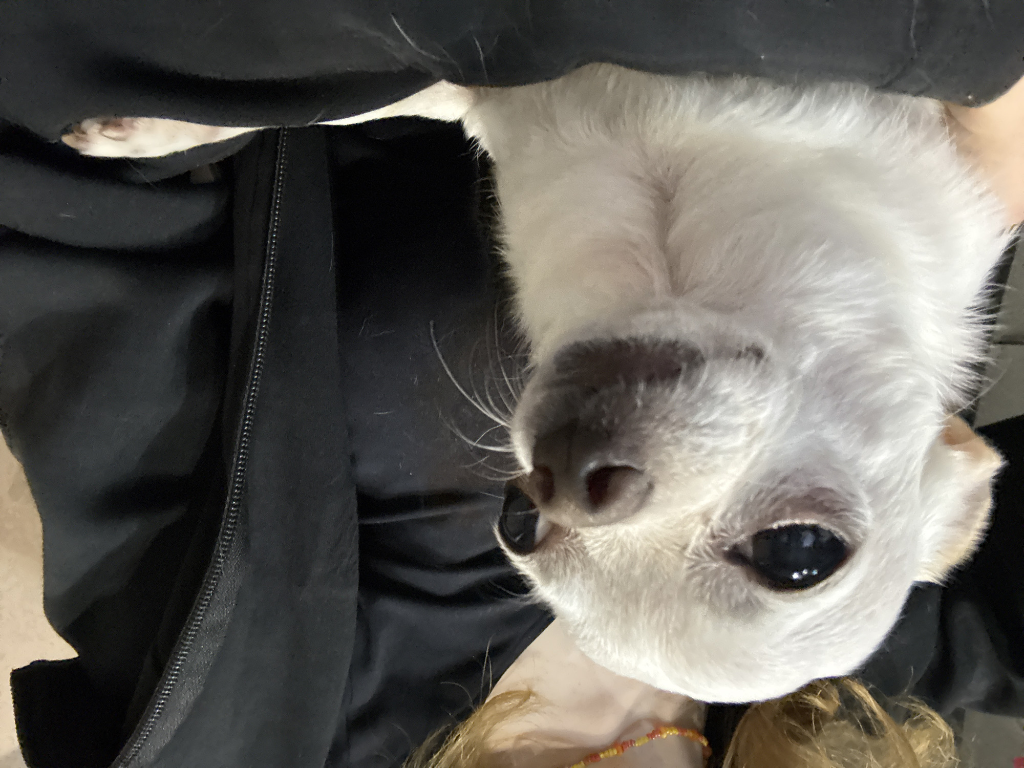 A close-up, upside-down shot shows a white chihuahua held in someone's arms. The dog's face is the primary focus, with its large dark eyes, small pink nose, and white fur. The person holding the dog wears a black garment, potentially a jacket with a visible zipper. A portion of the person's shoulder and blonde hair, adorned with a beaded bracelet, are visible at the bottom of the frame. The background is nondescript, with a glimpse of light-colored flooring. There is no information available about the location in Kragujevac, Serbia.
