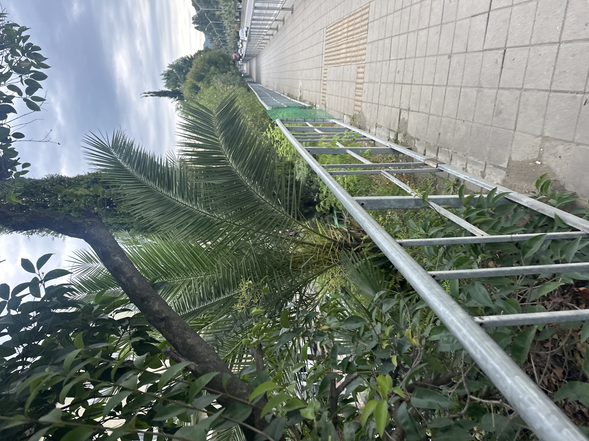 The image depicts a sidewalk lined with a metal railing, bordering a lush green area with palm trees and other foliage. Beyond the greenery, a road can be seen with passing cars and streetlights. The sky is overcast with cloudy conditions. The sidewalk itself is paved with square tiles, and tactile paving is visible, suggesting a pedestrian walkway designed for accessibility. The scene appears to be in an urban or semi-urban environment, likely a city or town. The vegetation suggests a warm climate. Without further information, it is not possible to definitively pinpoint the location within Sochi, Russia, but it is consistent with the city's coastal and subtropical environment. There are no people visible in the image.