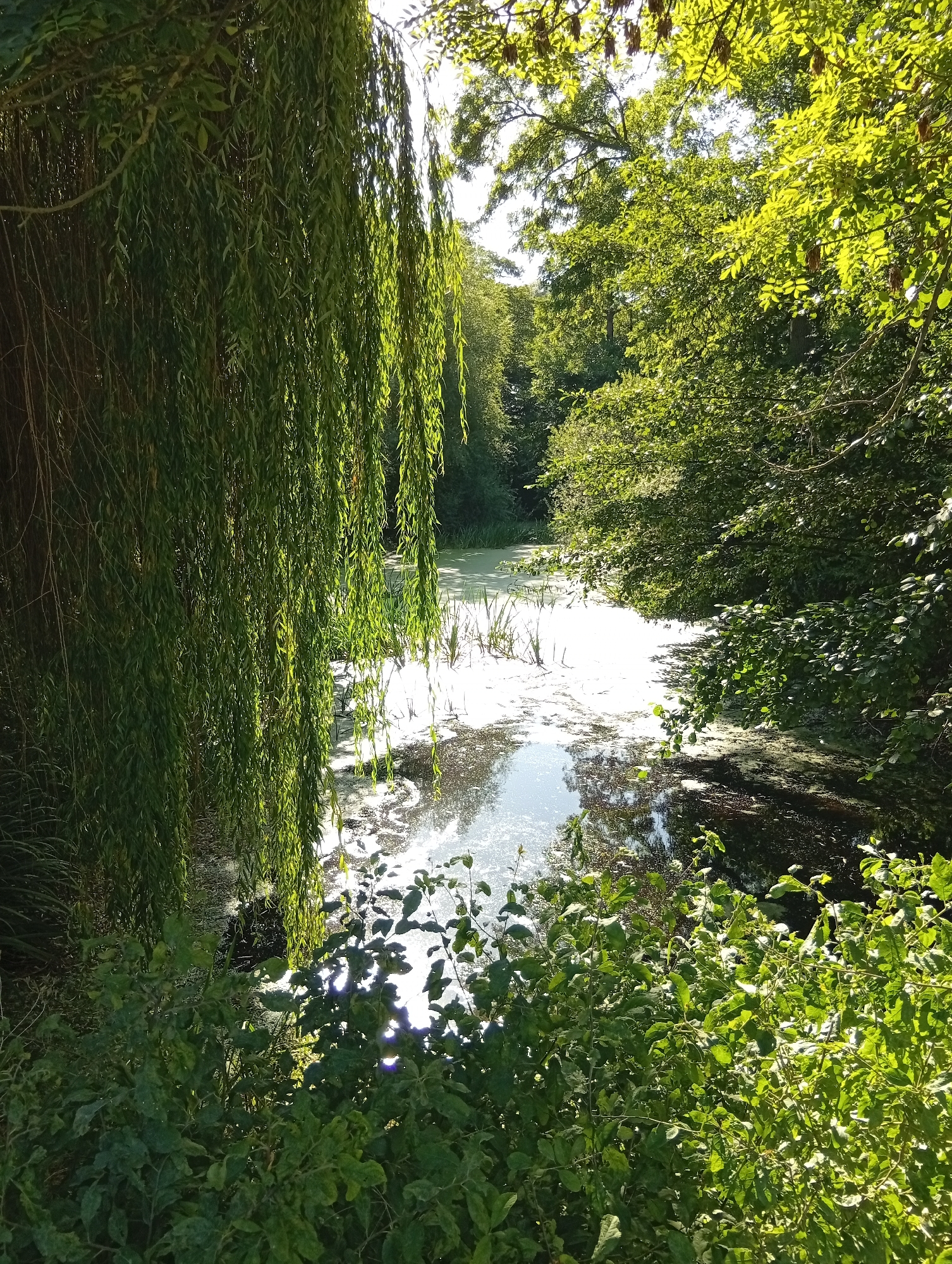 The image shows a body of water, possibly a pond or slow-moving stream, surrounded by dense foliage. On the left, the long, drooping branches of a willow tree hang over the water. The water itself appears partially covered with a light-colored algae or duckweed, with patches of darker water visible. Tall grasses or reeds are growing along the edge of the water. The background is filled with the green canopy of trees and foliage, with sunlight filtering through, creating bright highlights and dappled shadows. The scene conveys a sense of natural, secluded serenity. This scene is located in the city of Psary, Poland.