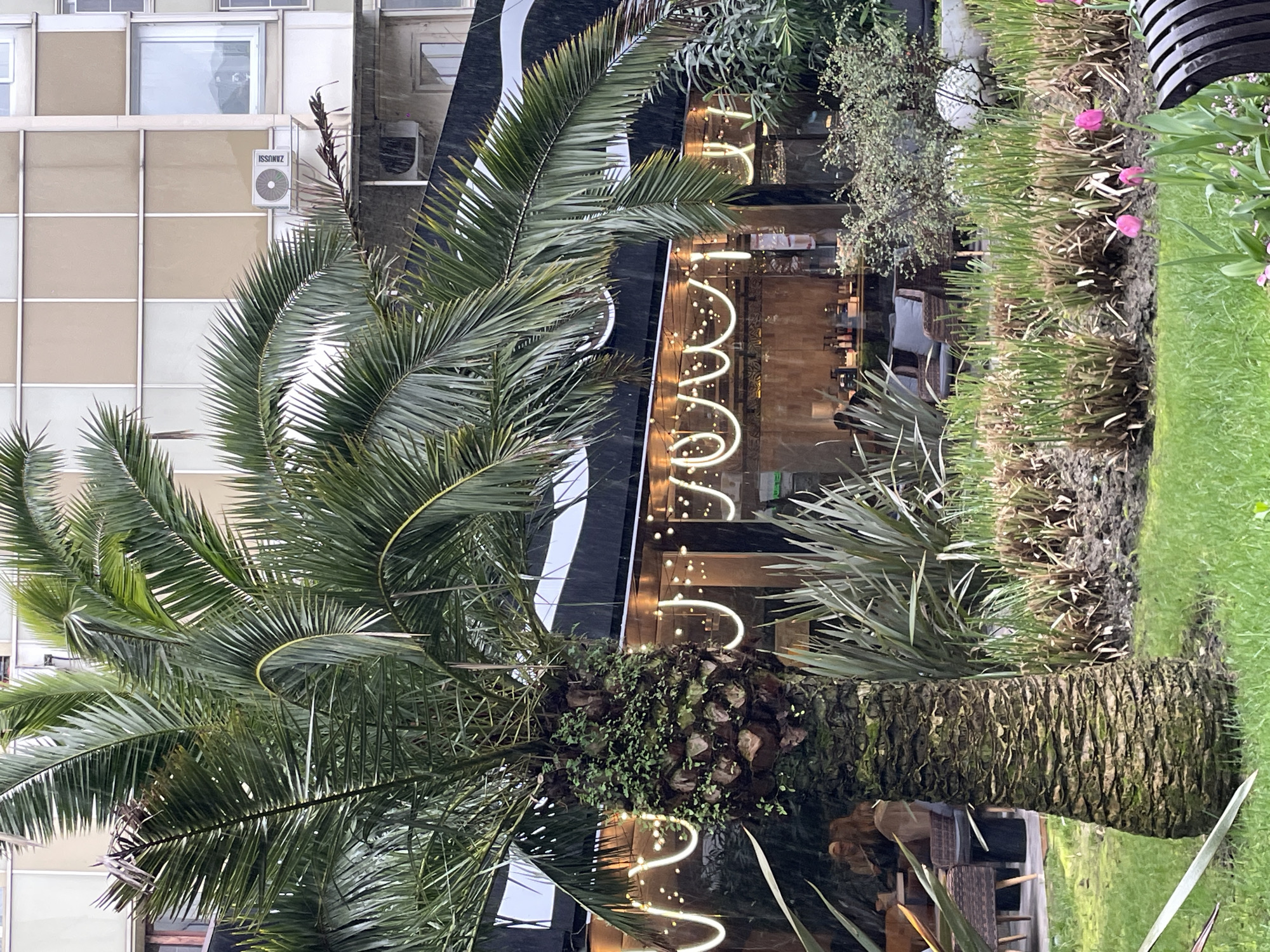 A palm tree stands in front of a building with a modern, dark facade and neon lighting. The building appears to be a cafe or restaurant, with interior seating visible through the large windows. Adjacent to the palm tree is a garden area with various plants and flowers, including tulips, bordering a patch of green grass. The building across the street has multiple windows, and an air conditioning unit. The image was taken in Sochi, Russia.