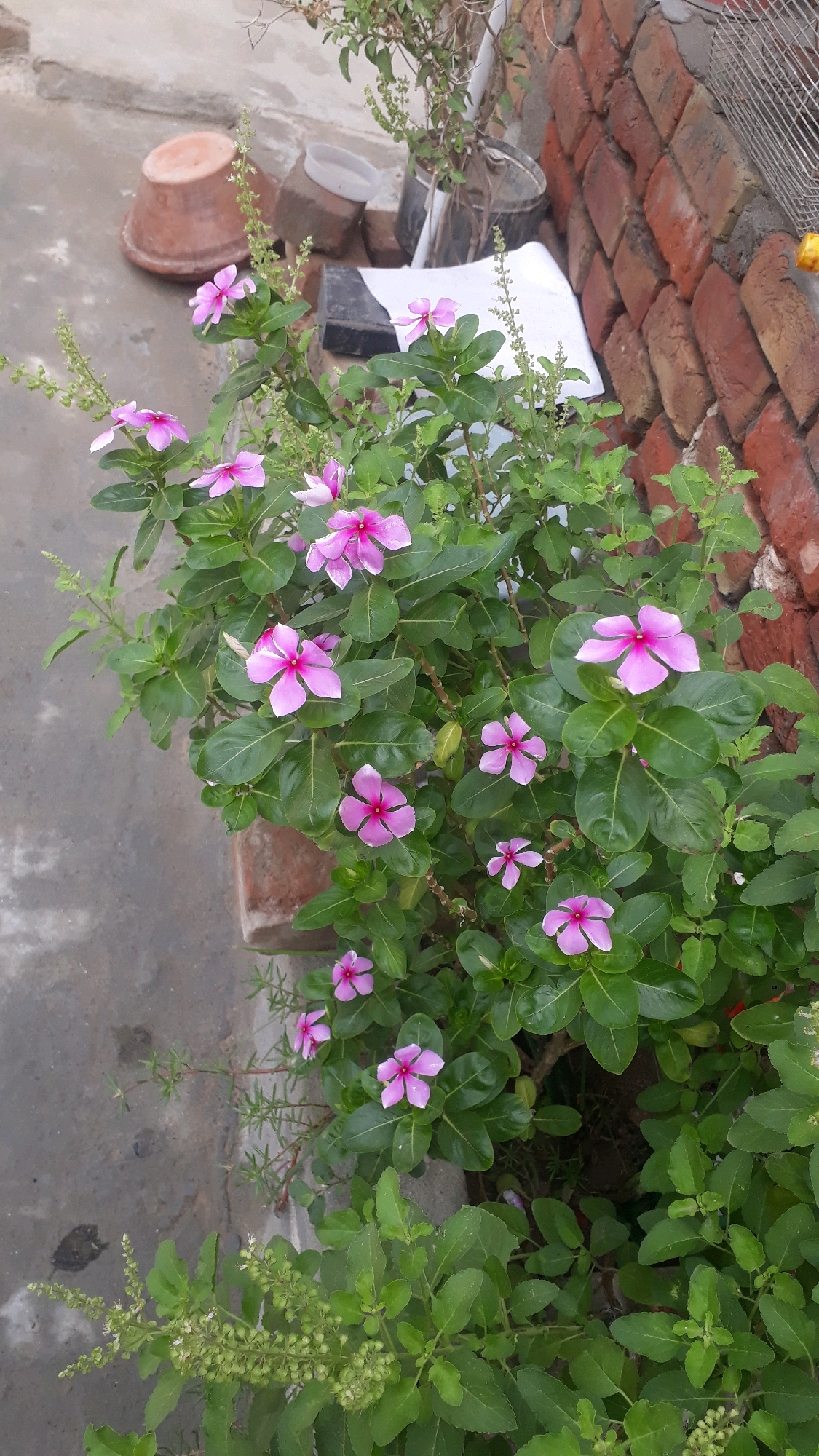 A close-up shot captures a cluster of vibrant pink periwinkle flowers in full bloom, interspersed with lush green leaves. The flowers, with their delicate petals and dark pink centers, add a splash of color to the scene. The background is a mix of earthy tones, featuring a terracotta pot, a brick wall, and a concrete surface, suggesting an outdoor setting, possibly a garden or a patio in the city of Aulakh, India. The image is well-lit, highlighting the intricate details of the flowers and foliage.