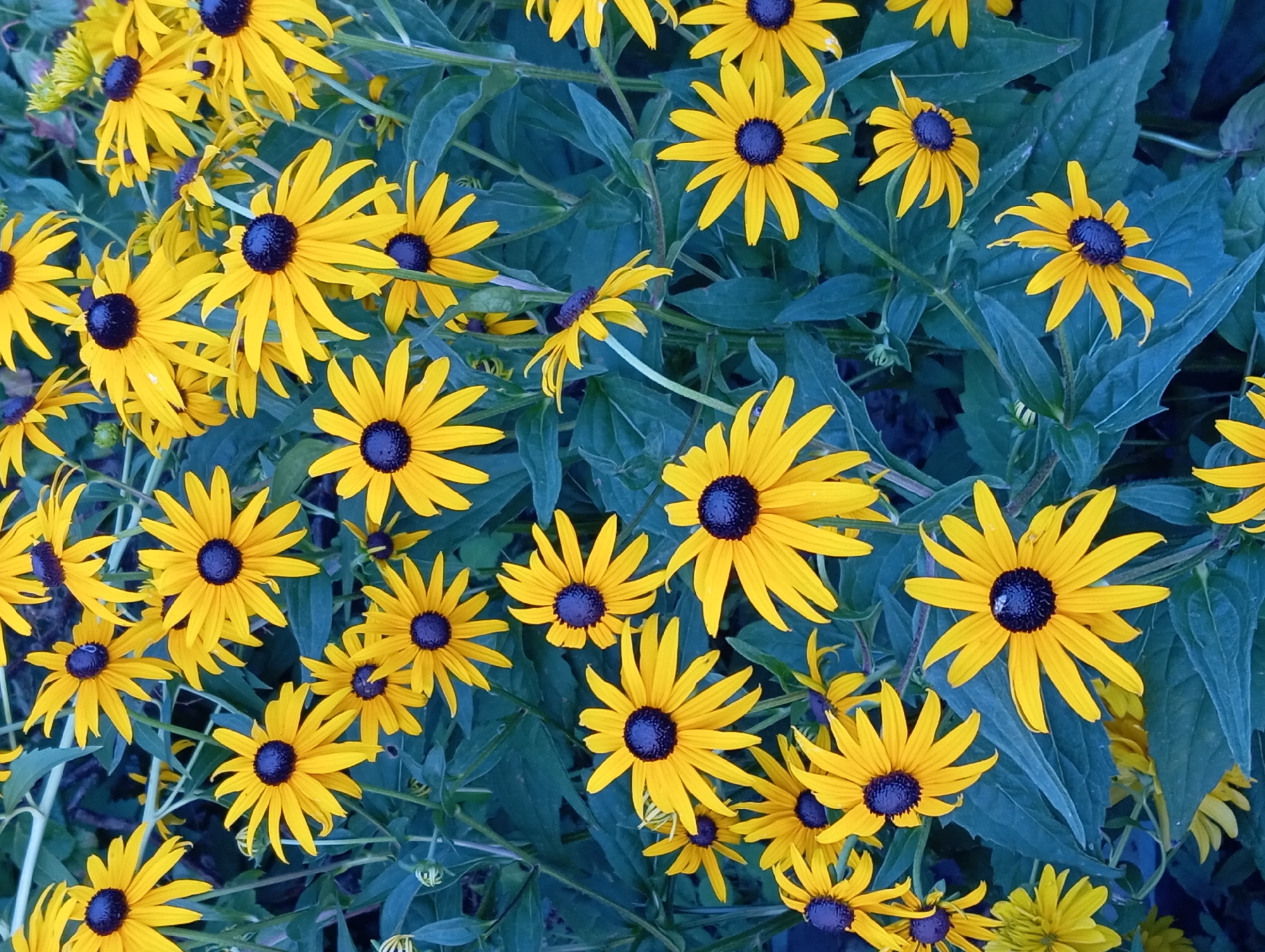A dense cluster of yellow Black-Eyed Susan flowers with dark brown centers fills the frame. The flowers are in various stages of bloom and are surrounded by dark green foliage. The lighting suggests an outdoor setting, possibly a garden or park. There are no people or animals visible in the image. The image does not contain any specific landmarks or features that would allow for pinpointing a location within the city of Nitra, Slovakia.