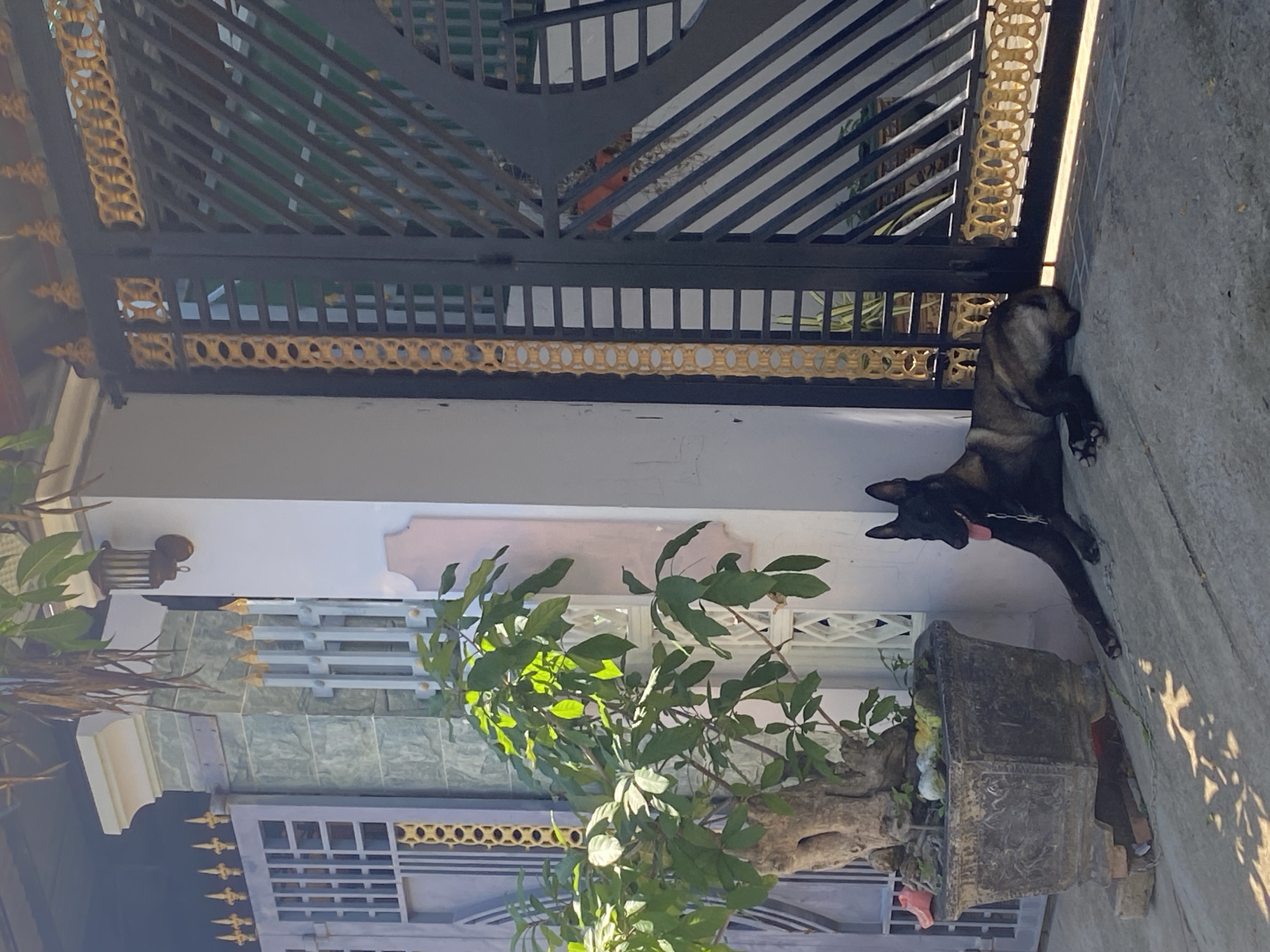 A German Shepherd dog lies on the ground in front of a decorative gate and a potted tree. The dog is black and tan with its tongue hanging out. The tree is in a large stone pot. The gate is black with gold accents and is part of a fence. The background shows a building with a white pillar. The scene appears to be in the city of Mũi Né, Vietnam, given the architectural style and the type of fencing.