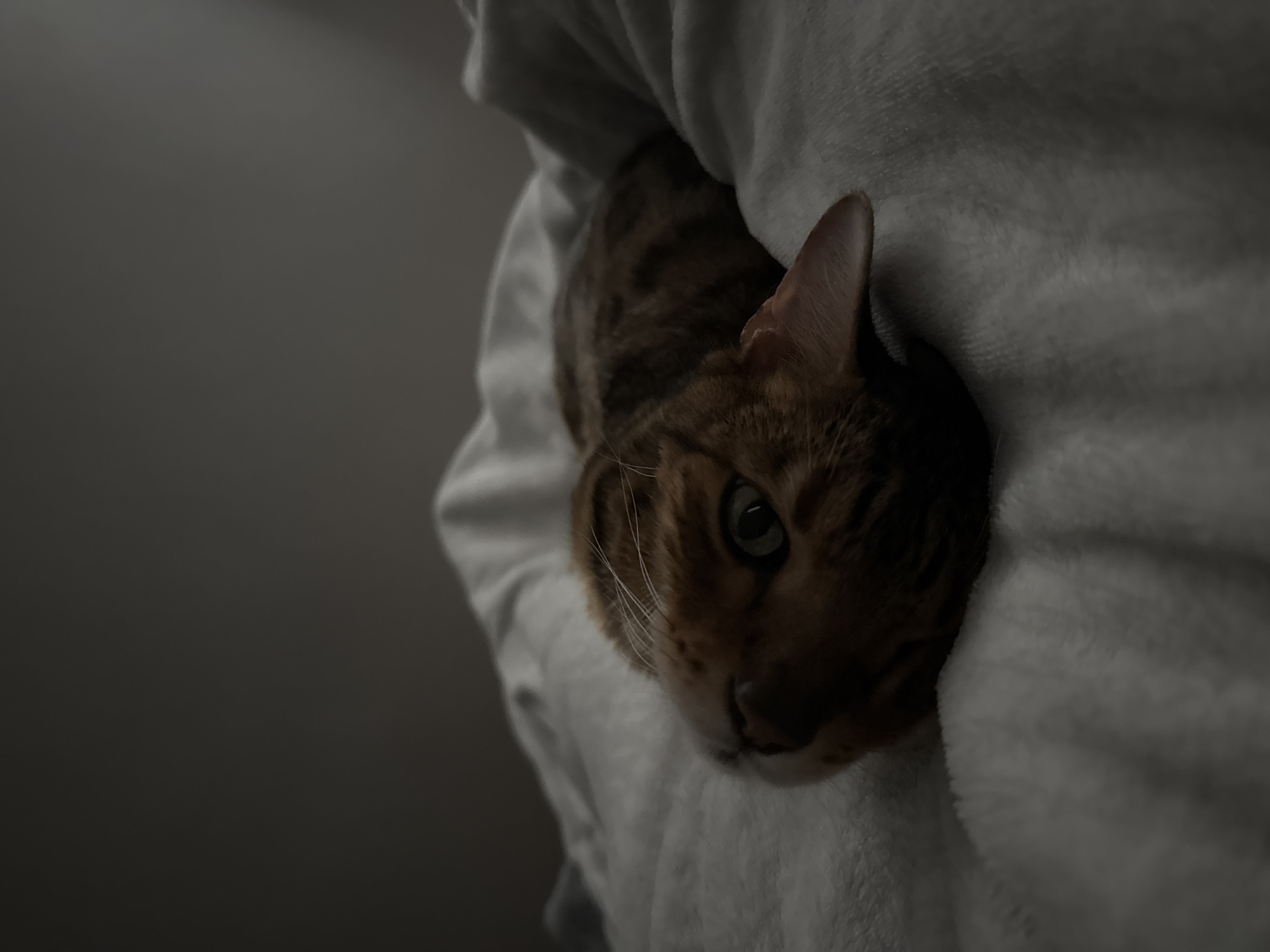 This close-up shot features a Bengal cat partially hidden within a soft, white, possibly fleece blanket. The cat's head is angled, emerging from the right side of the frame. Its distinctive brown and black spotted or marbled fur is clearly visible, along with its prominent whiskers around the muzzle. One bright, alert green eye is open and gazing towards the left, while a pointed ear also emerges from the folds of the blanket.
The blanket has a visible texture, appearing plush and comfortable. The background is a uniformly dark grey wall, suggesting an indoor setting with low illumination, possibly in the evening or a dimly lit room. The lighting is dim and selective, highlighting the cat's face and parts of the blanket, while much of the scene remains in shadow. The cat appears to be in a relaxed, comfortable state, either resting or quietly observing its surroundings from its cozy, partially concealed position. There is no visible text in the image.