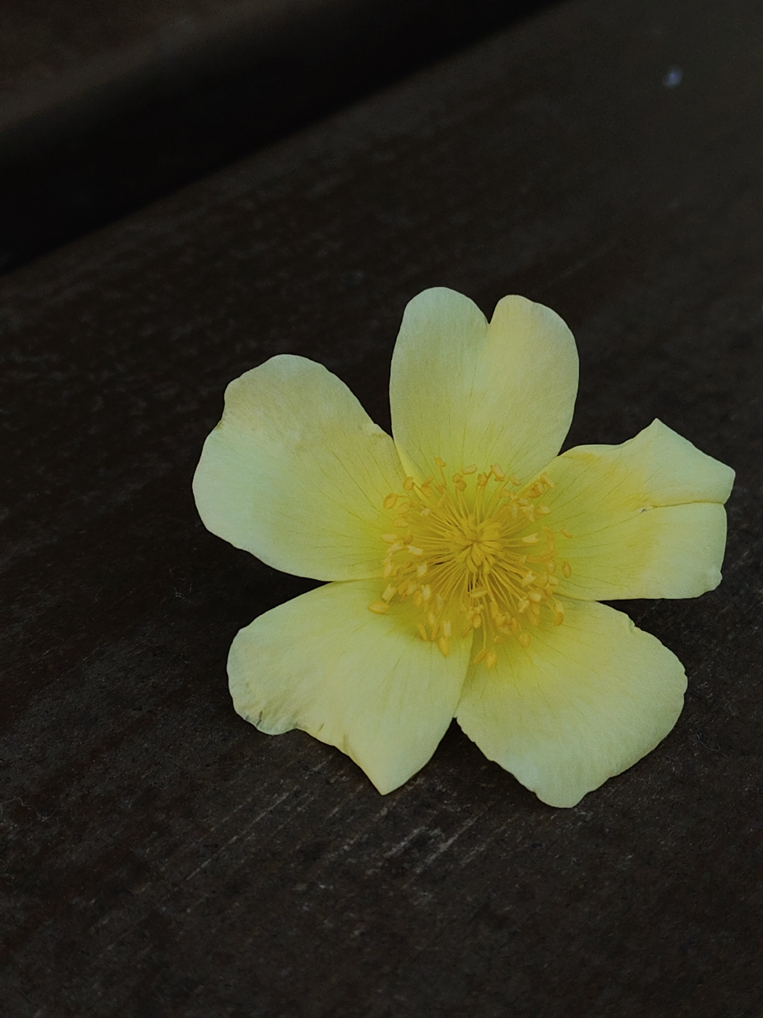 A yellow flower with five petals lies on a dark, wooden surface. The flower has a bright yellow center with numerous stamens. The wooden surface appears to be textured and aged. The scene is set in Unknown, Unknown.