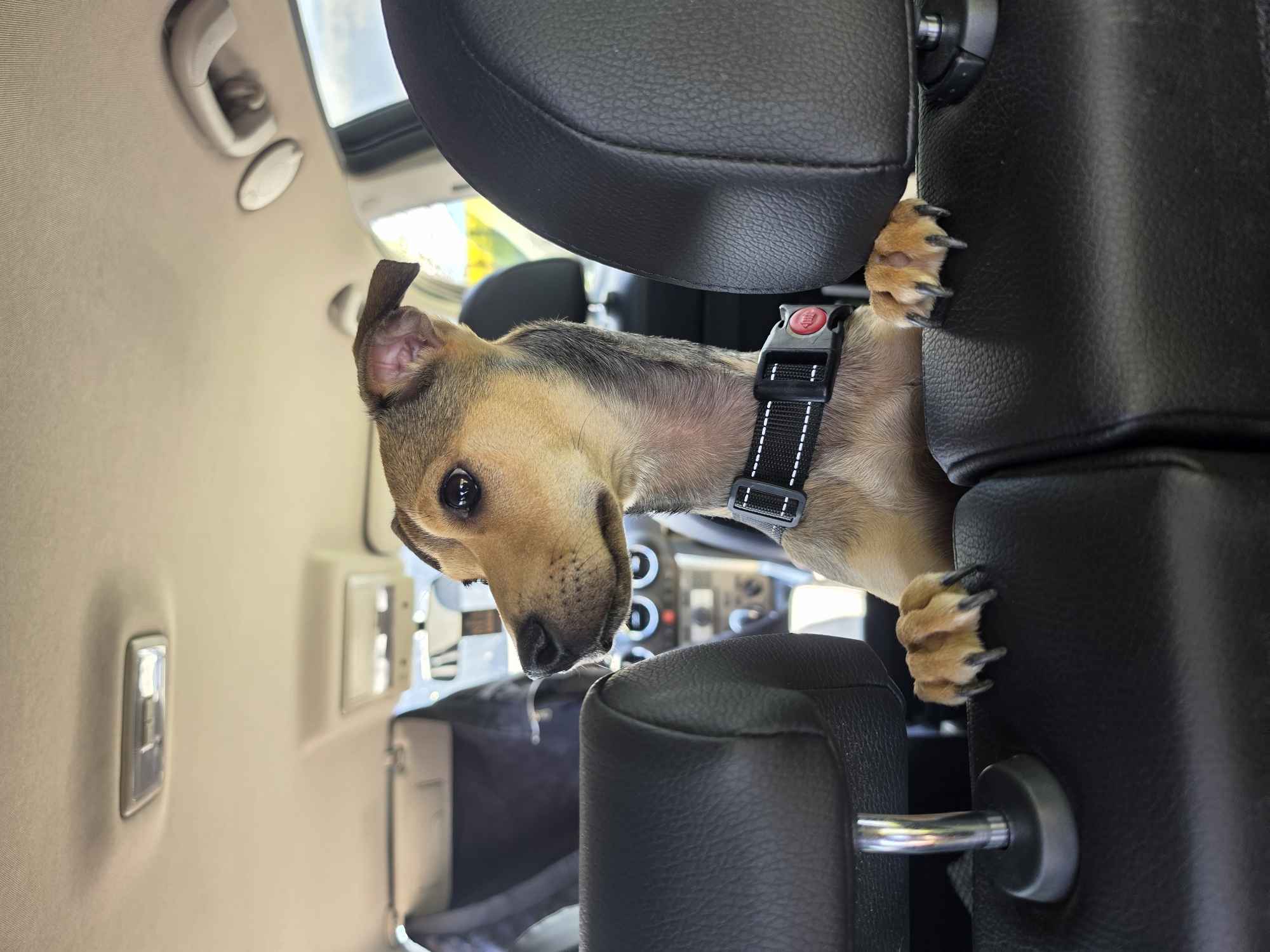 A tan and brown dog with a black harness is positioned between two black leather car seats inside a vehicle. The dog's paws are visible, gripping the side of one seat. The interior of the car includes a beige headliner with a dome light, and a dashboard with circular gauges is visible in the background. The location is not identifiable from the image.