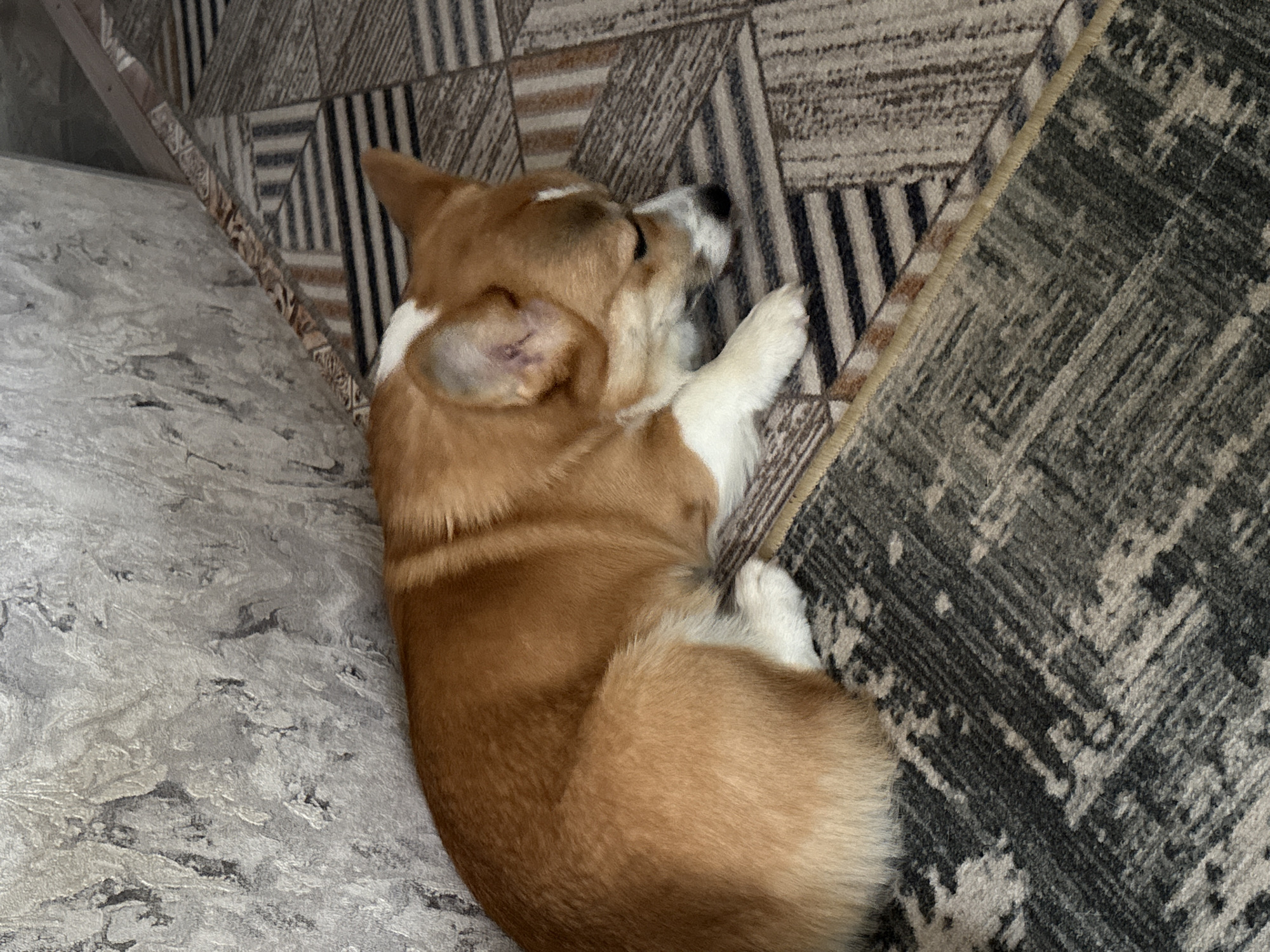 A corgi dog rests on a patterned rug that is partly situated on a gray upholstered surface. The rug is composed of geometric designs, with sections displaying brown-beige squares and dark gray patterns. The corgi's fur is primarily brown, with white markings on its legs and around its head. The photograph is taken from an elevated perspective, providing a clear view of the dog and its immediate surroundings. The location in the city of Klin, Russia, cannot be determined from the information in the image.