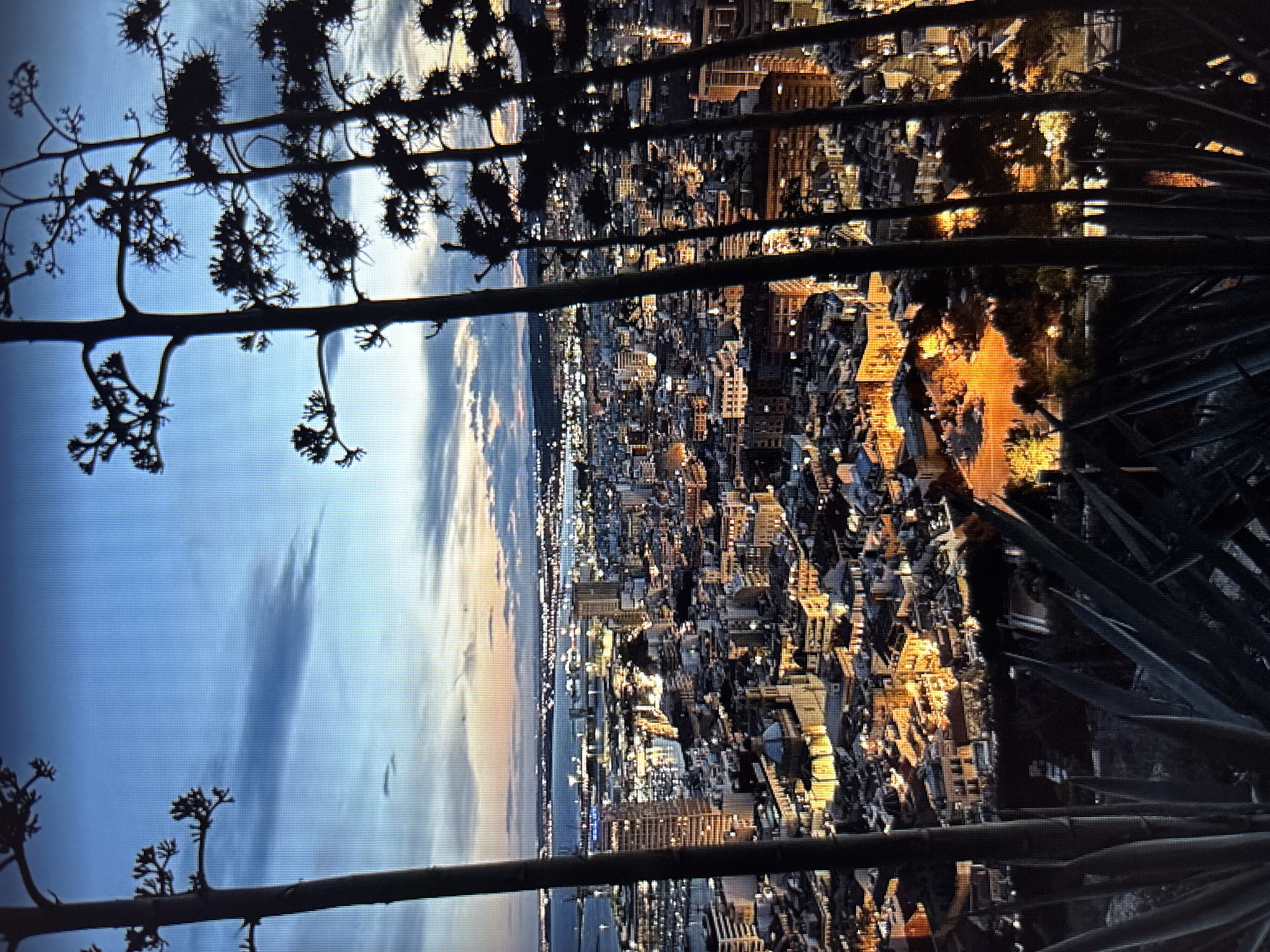 The image is a high-angle, long-shot photograph of a city illuminated at dusk. The foreground is dominated by the dark silhouettes of several tall, spiky plants, possibly agave or yucca, with thick, dark stalks and sparse, branching tops. These plants frame the view of the city.
The city itself is spread out below, a dense urban landscape with buildings of varying heights. Numerous lights glow from windows and streetlights, creating a warm, orange and yellow hue across the cityscape. The buildings are densely packed, with a mix of modern high-rises and older, lower-rise structures. A prominent domed building with illuminated windows is visible near the center of the frame, suggesting a significant religious or civic structure.
In the background, a body of water, likely a harbor or bay, is visible, dotted with lights from boats and port facilities. Beyond the water, a distant coastline with more lights stretches across the horizon. The sky above is a gradient of deep blue at the top, transitioning to lighter blues and hints of orange and pink near the horizon, indicating the end of daylight. wispy clouds are scattered across the sky. The overall impression is of a vibrant city at night, seen from an elevated viewpoint, with a striking contrast between the dark, natural elements in the foreground and the brightly lit urban environment.