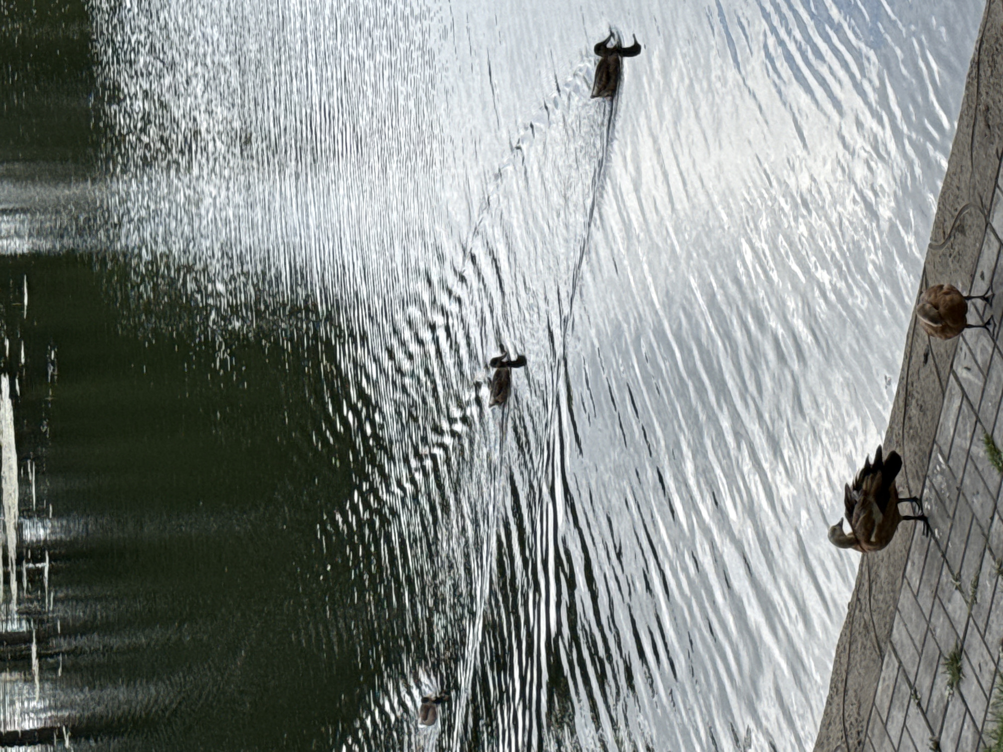 The image depicts a body of water with several ducks. Two ducks are visible on the paved walkway near the edge of the water, one standing and facing left, the other facing down. Three more ducks are swimming in the water. The water's surface is rippled, reflecting the sky and trees. The scene appears to be a park or waterfront area.