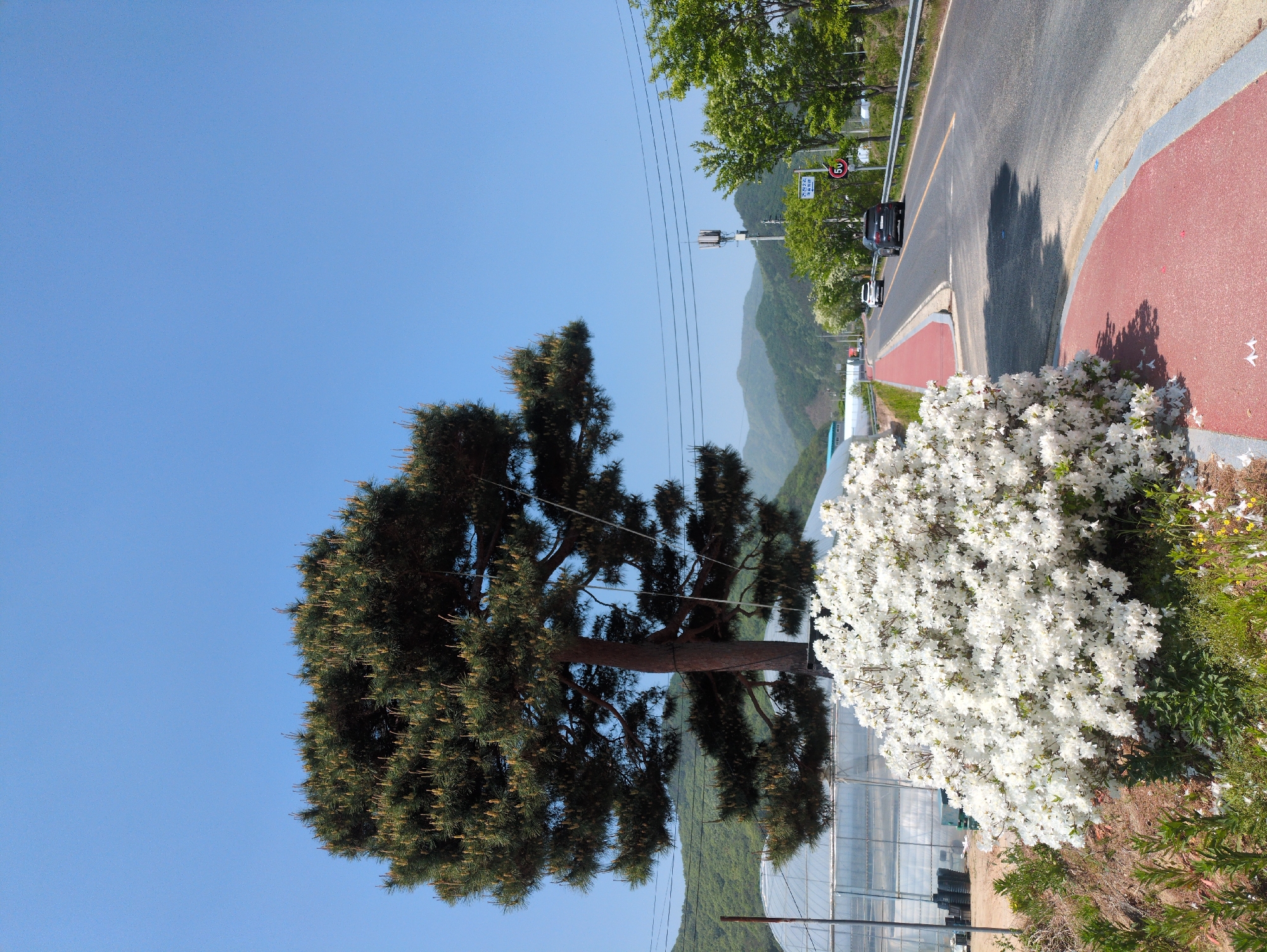 This image depicts a sunny outdoor scene in Geonjin-ri, South Korea, featuring a blend of natural landscapes and roadside infrastructure. The clear, bright blue sky and crisp shadows suggest a mid-morning to afternoon time on a clear, warm day.
A large, robust evergreen tree with dark green foliage and numerous small, light-brown cones or new growths occupies the left side of the frame. To its right, a paved asphalt road with a yellow centerline and a white shoulder line runs parallel to a red-textured path, likely for pedestrians or bicycles. Several vehicles, including a dark SUV and a white car, are visible on or beside the road. Distinct shadows of trees are cast across the road and the red path.
In the foreground, a large, bushy plant densely covered in white flowers, possibly azaleas, blooms vibrantly next to the red path. Behind this flowering bush, a greenhouse or similar structure with a transparent roof is partially visible.
In the mid-ground, utility poles and power lines traverse the scene. A white rectangular road sign with Korean text is prominent near the road, featuring "안전운전 지름길" (Safe driving shortcut), "차량통행금지" (No vehicle traffic), and "보행자 전용도로" (Pedestrian-only road). Below it, a circular speed limit sign displays "50" in a red circle, indicating a 50 km/h limit.
Lush green, tree-covered mountains rise in the distant background, partially softened by a light atmospheric haze. The overall scene conveys a sense of peaceful natural beauty alongside managed human development. No people are visible in the image.