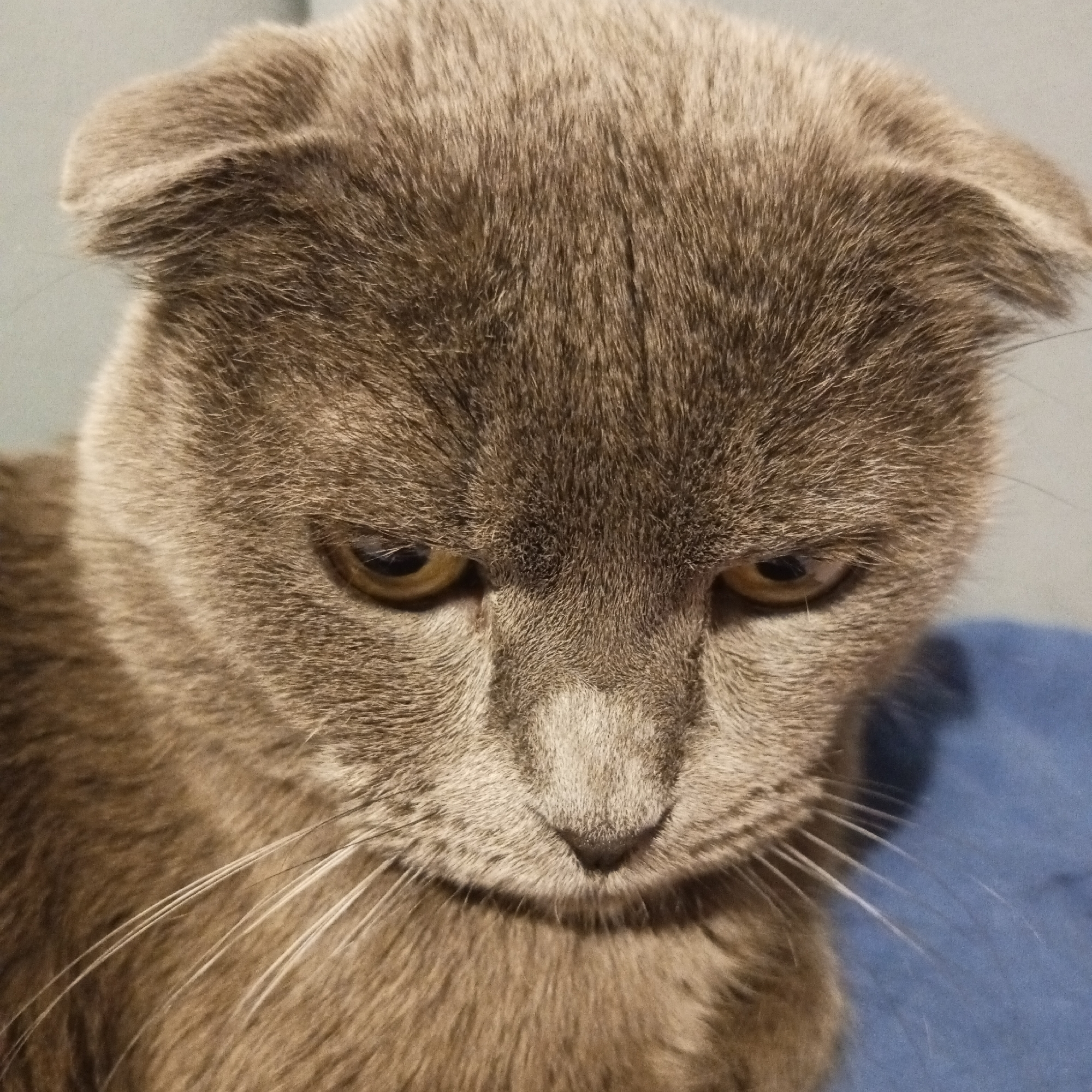 A close-up photo depicts a gray Scottish Fold cat looking downwards. The cat has golden eyes and prominent whiskers. The background is blurred, with a hint of blue. The location is unknown and there is no evidence it is Chaikovsky, Russia.