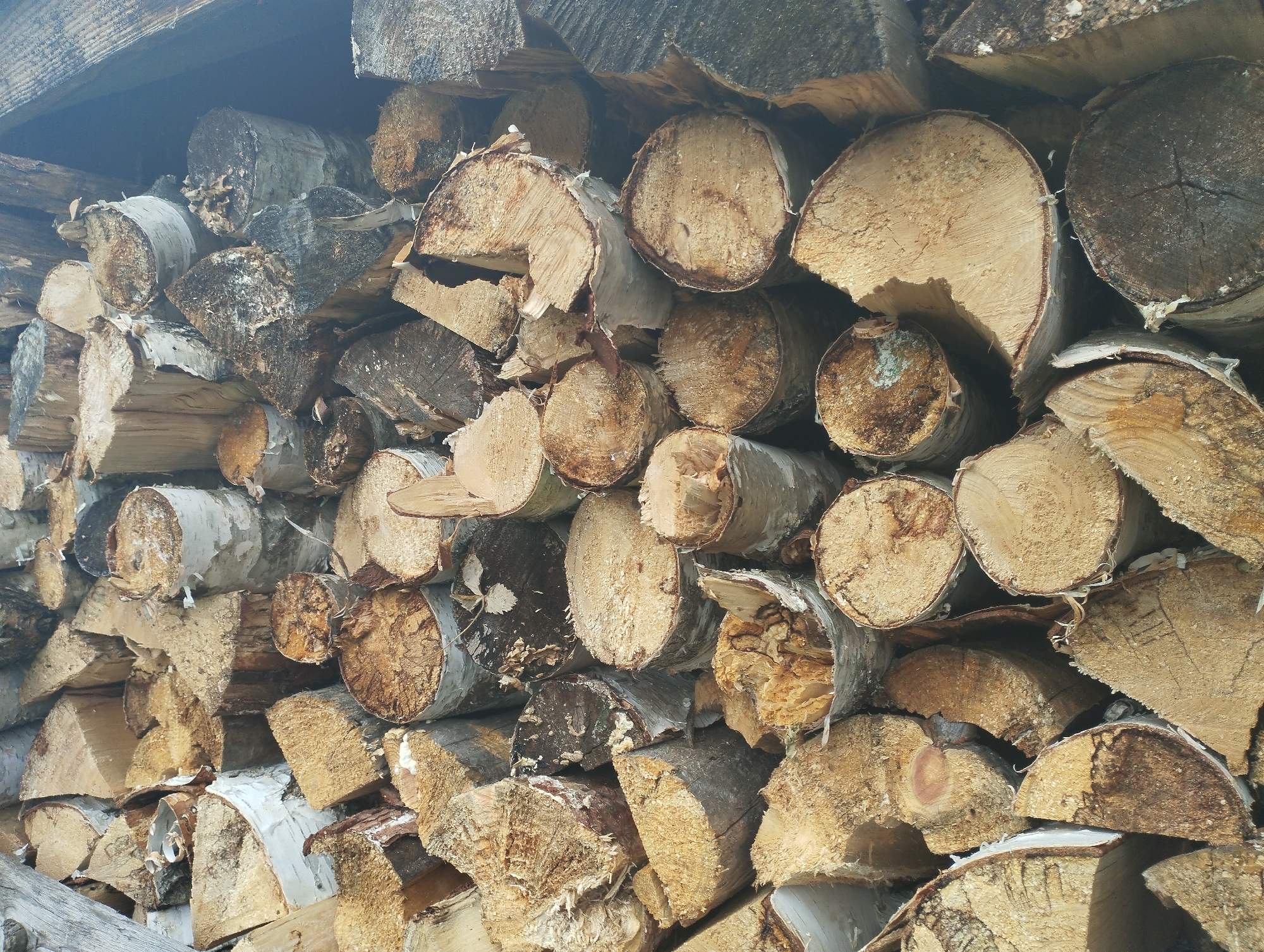 This image depicts a large stack of freshly cut firewood, primarily composed of birch logs, piled high outdoors. The logs vary in diameter and length, with some showing rough bark and others revealing the lighter, more uniform texture of the wood's interior after being cut. The scene is set against a blurred background, suggesting an outdoor environment, possibly a rural or wooded area. There are no people or animals visible in the image. The lighting indicates it is daytime, with shadows cast by the logs. The overall impression is one of preparation for winter or a supply of fuel for a wood-burning stove or fireplace. The specific location within Gamy, Russia, is not discernible from the image itself.