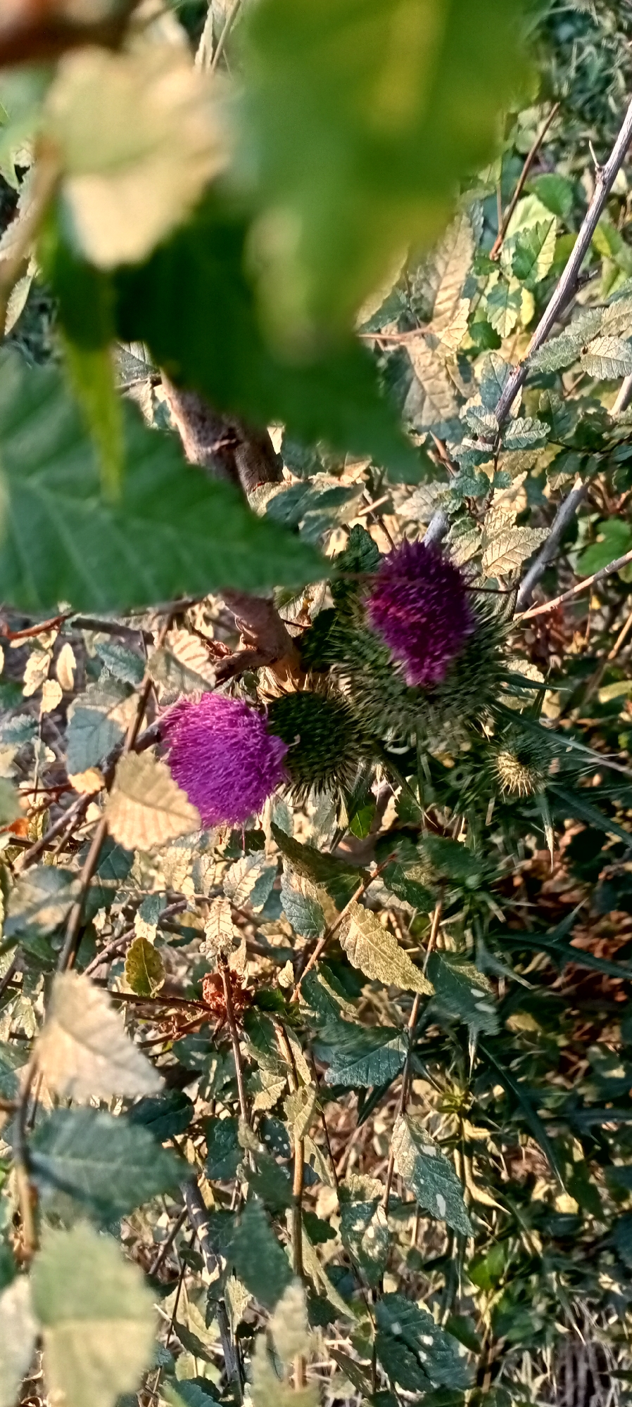 The image shows a close-up view of a thorny plant with two purple thistle-like flowers. The flowers are in focus, with a thorny green bud visible between them. The surrounding foliage is a mix of green and dried leaves, with some sunlight dappling through. The scene appears to be outdoors, possibly in a natural setting within the city of Sokuluk, Kyrgyzstan. No people or animals are visible in the image.