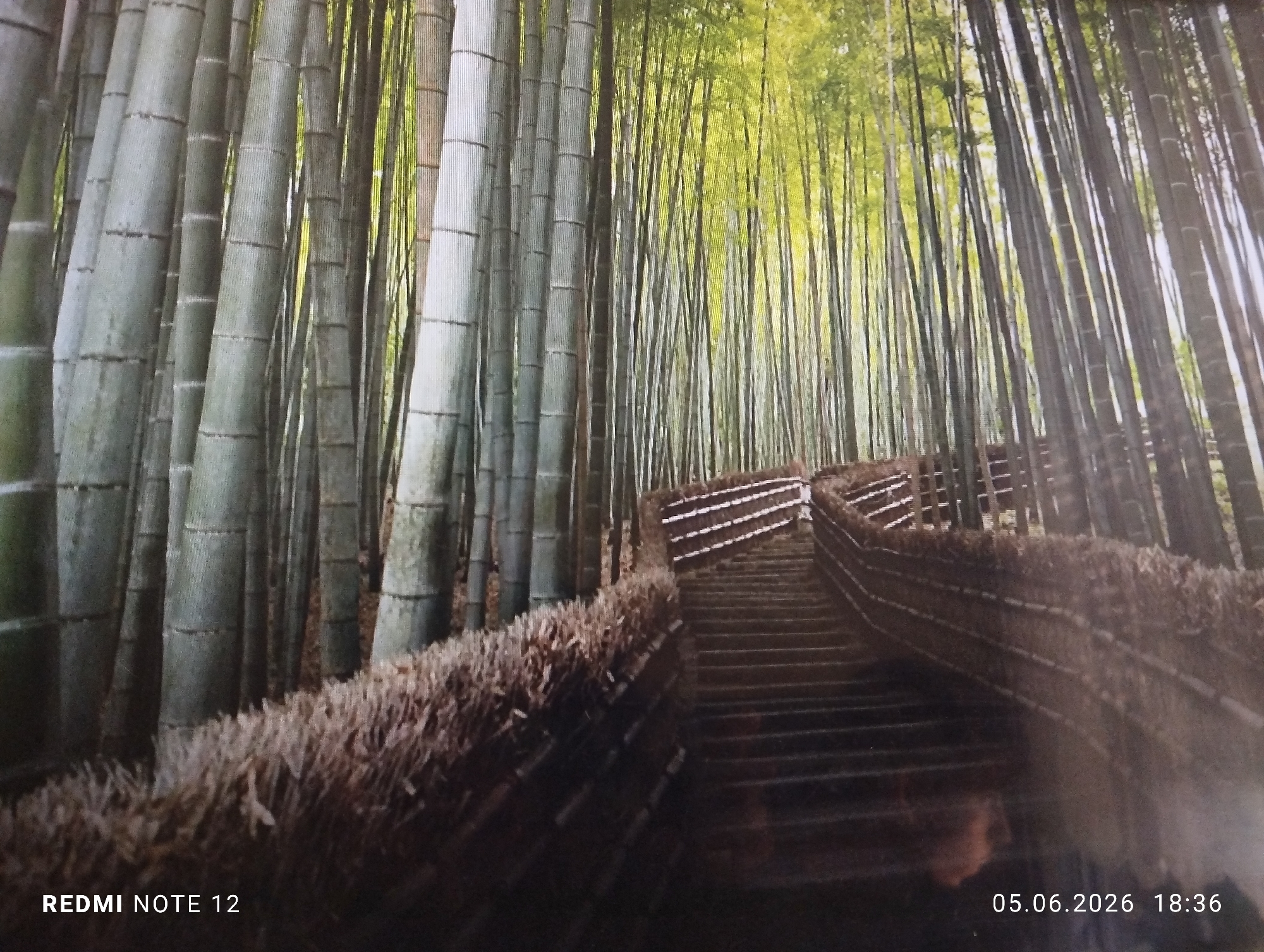 The image displays a dense bamboo forest with a prominent ascending staircase. Tall, slender bamboo stalks, varying in shades of light green and grey, dominate the scene, extending vertically from the bottom to the top of the frame. The upper canopy of the forest is bright with vibrant green leaves, suggesting natural light filtering through, while the lower sections and the path are darker and more shaded. A stone staircase, composed of dark, flat steps, curves upwards through the center of the image, veering slightly to the right. The staircase is flanked on both sides by low, rustic fences constructed from woven or bundled brown, dried plant material, possibly reeds or thin branches. No individuals or animals are visible within the scene. The environment appears to be a well-maintained, tranquil natural setting. Text overlays in the lower left corner read "REDMI NOTE 12" and in the lower right corner, a timestamp reads "05.06.2026 18:36". The location, as specified, is in the city of Burgas, Bulgaria.