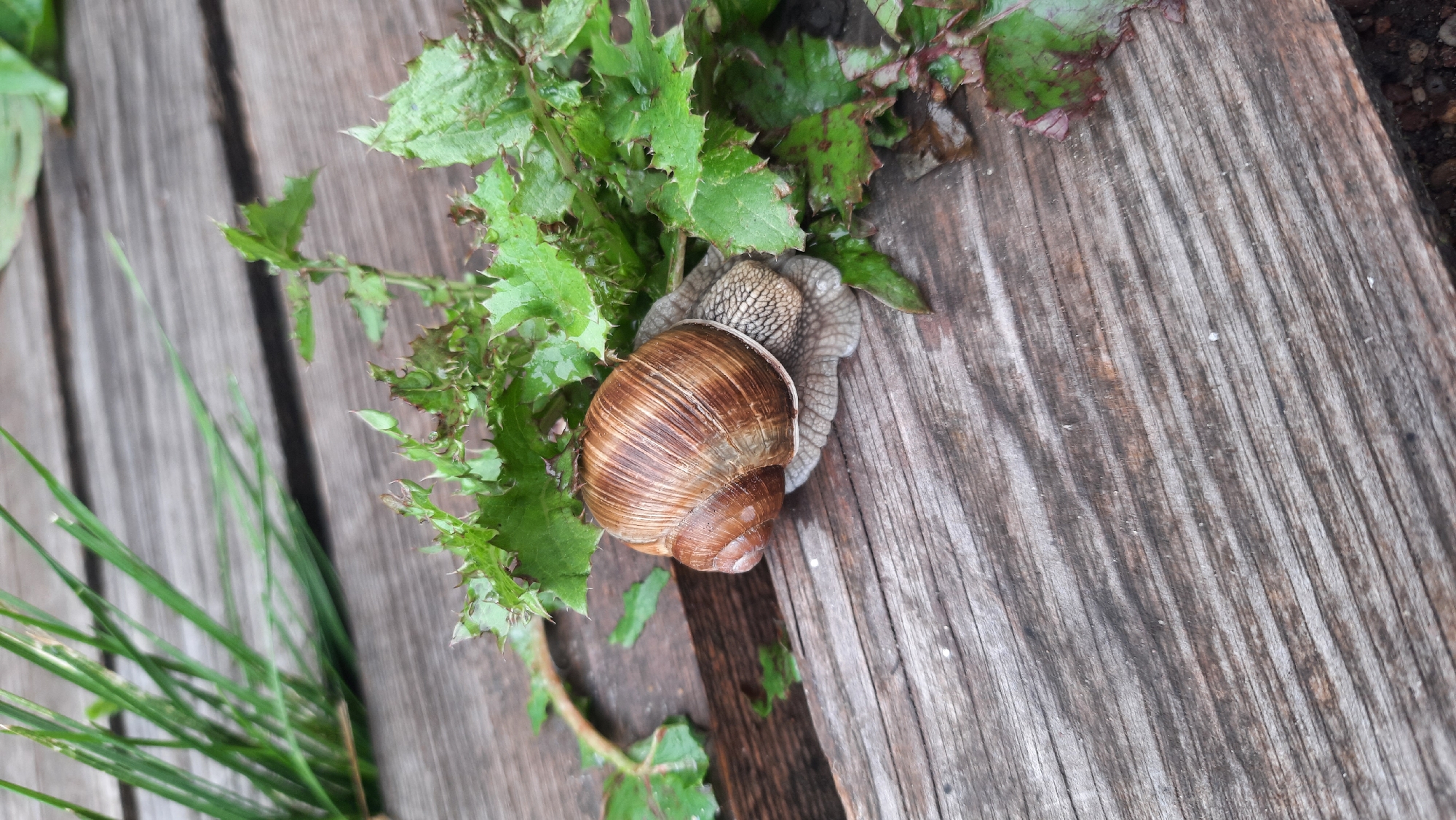 A Roman snail is on a weathered wooden surface, partially obscured by green leaves. The snail's shell is spiraled and brown, while its body is gray and textured. Blades of grass are visible in the upper left corner. The scene is outdoors, likely in a natural or garden setting, with evidence of dampness on the leaves and wood. The location is Żodzishkawski Sieĺski Savaet, Belarus.