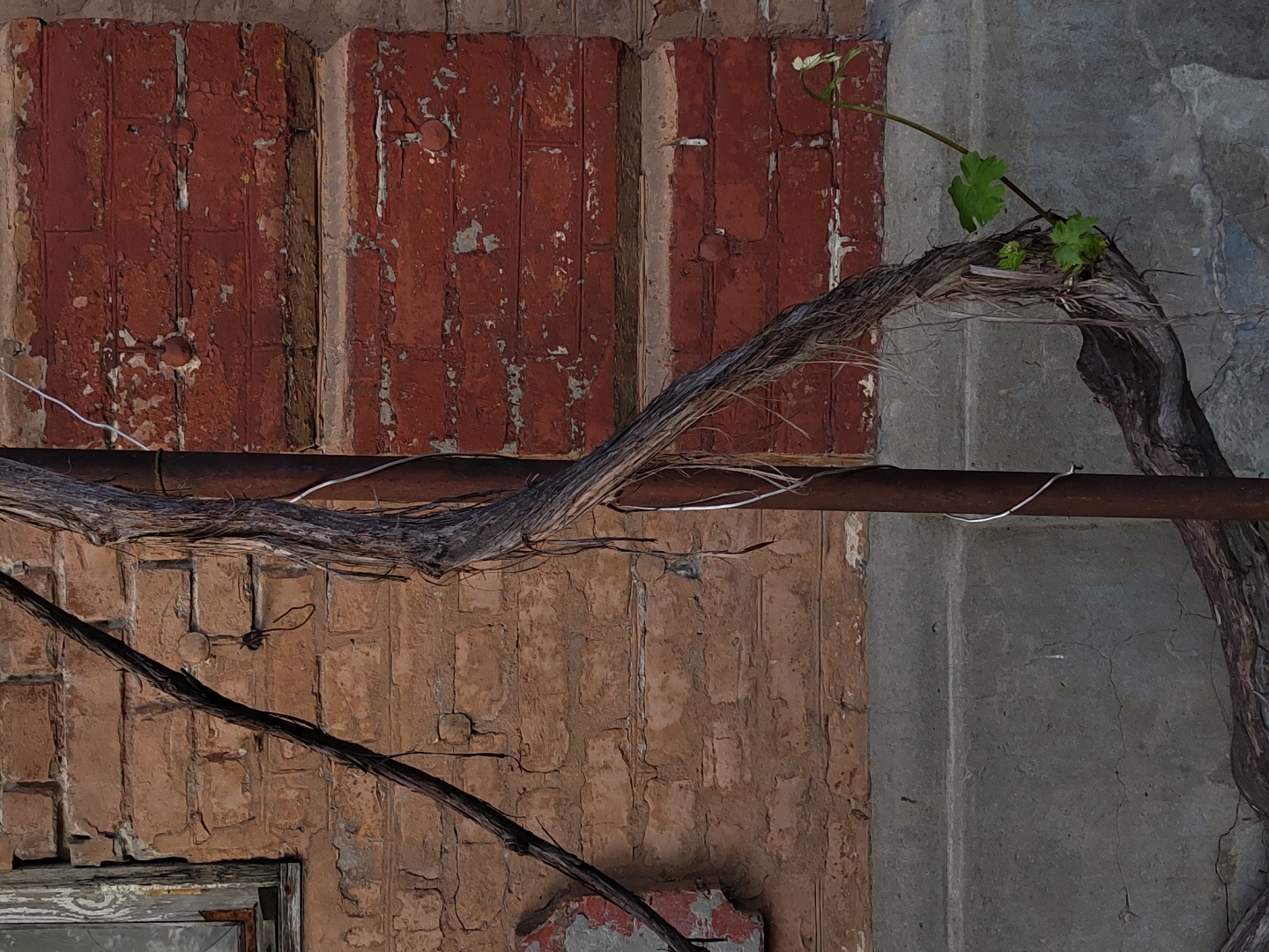 The image presents a close-up view of an exterior wall, combining elements of brickwork, concrete, metal, and organic growth.
The primary backdrop consists of a brick wall, where the brickwork exhibits visible signs of weathering and aging, including chipped paint and discoloration. Three vertical sections show a more pronounced red hue, while the lower portion displays a faded, brownish tone.
A rusty metal pipe runs horizontally across the scene, juxtaposed against both the brick and a section of gray concrete. The concrete section occupies the right side of the frame and displays visible cracks, suggesting its age and exposure to the elements.
Dominating the scene is a gnarled and twisted vine, which is intertwined with the pipe and extends across the composition. Some green leaves sprout from the vine, offering a contrast to the otherwise muted and earthy tones of the wall and pipe.
The bottom-left corner reveals a fragmented window frame, partly obscured. It is unclear, due to the limited view, whether this window frame is associated with the brick wall or another structure.
Overall, the scene portrays a weathered urban environment, where natural elements intertwine with the built environment. The location is listed as "Unknown, Unknown," indicating a lack of specific geographical information.