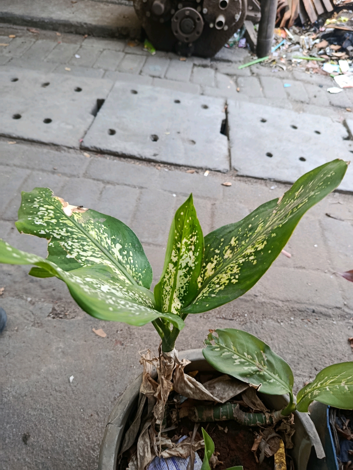 A potted Dieffenbachia plant sits on a paved surface in Jobokuto, Indonesia. The plant's leaves are green with white speckles and show signs of some damage, including brown spots and torn edges. The pot is dark gray and appears to be made of plastic. Surrounding the plant, the ground is covered with a mix of gray concrete slabs and brick paving. In the background, a portion of a large, dark, mechanical object is visible, along with piles of debris.