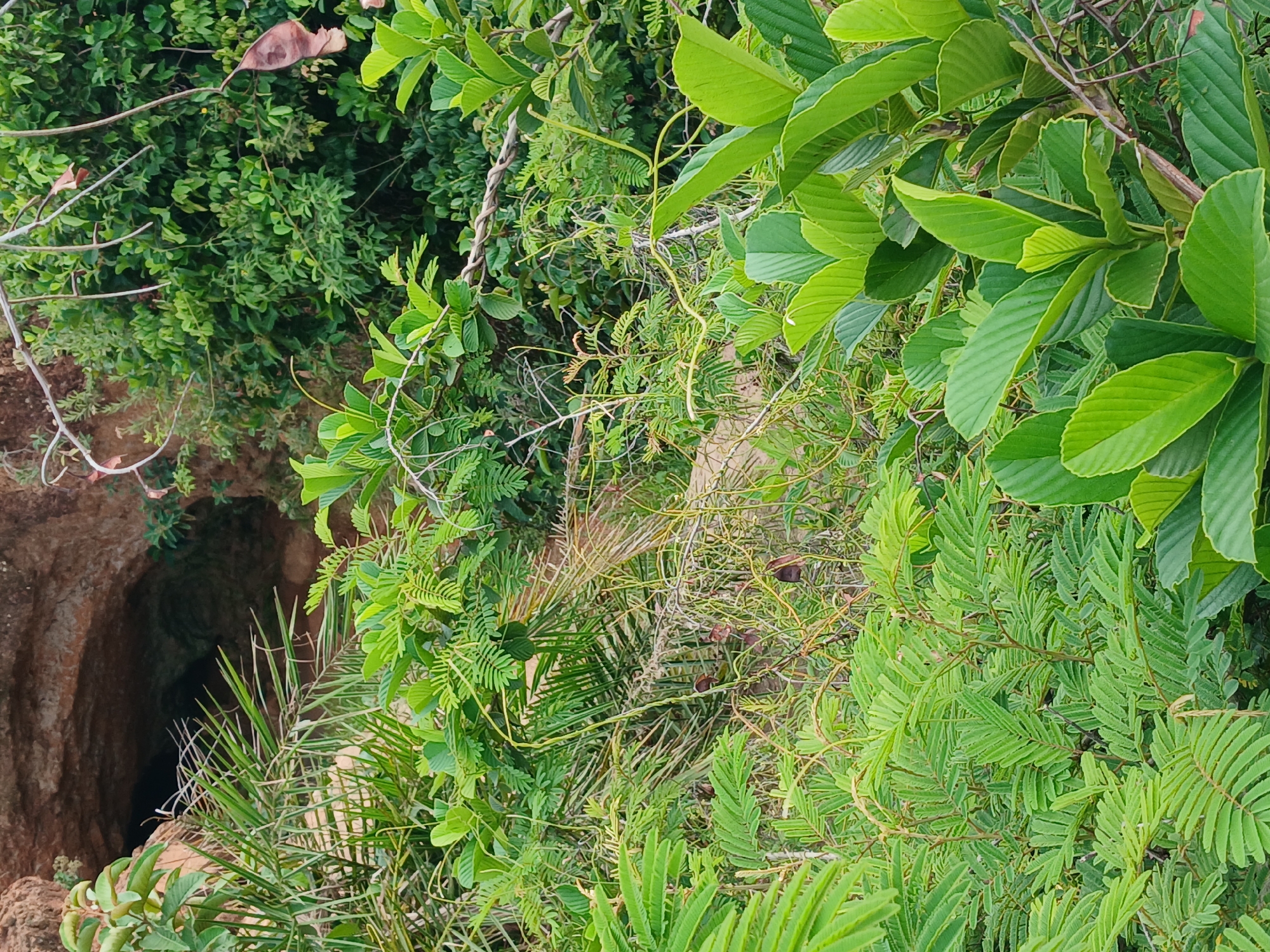The image depicts a dense, overgrown natural environment with a cave entrance visible in the upper left quadrant. The cave appears to be a natural formation within a rocky, reddish-brown cliff face. Lush green foliage, including palm-like fronds and broad leaves, dominates the foreground and midground, obscuring much of the cave's interior. Thin, tangled vines and branches weave through the vegetation. The overall impression is one of a wild, untamed landscape. The specific location in Katon Rikkos, Nigeria, is not discernable from the visual information provided in the image. There are no people or discernible actions taking place.