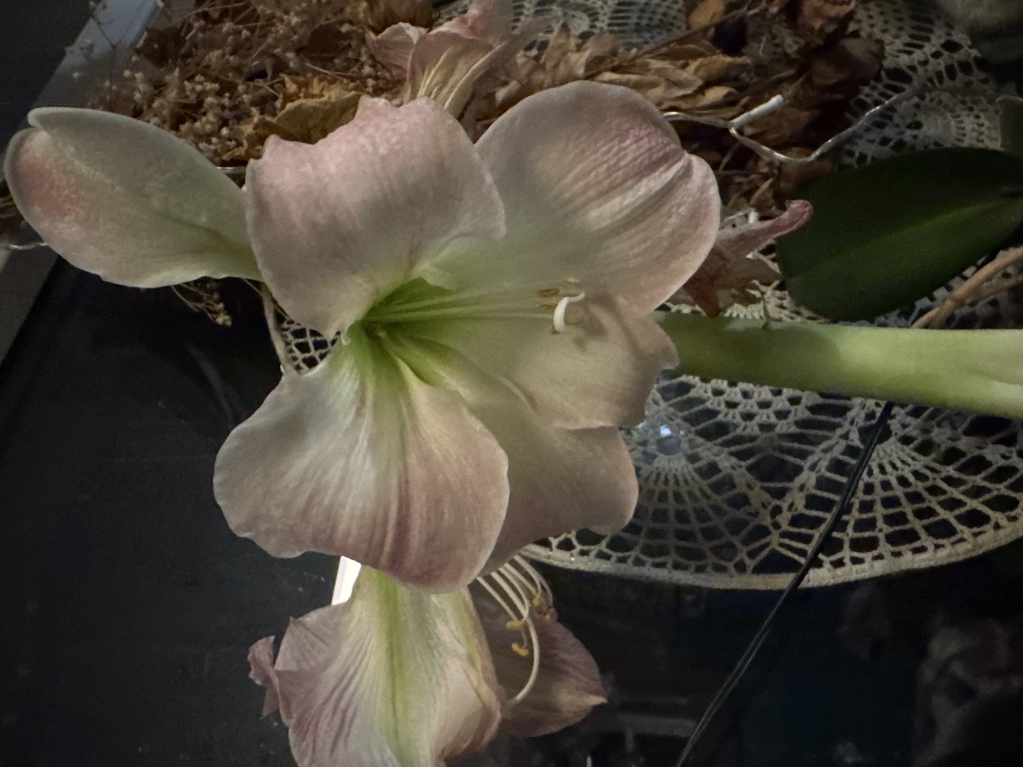 In the city of Unknown, Unknown, a vertical medium-shot photograph displays two large, trumpet-shaped flowers against a predominantly dark, undefined background. The main subject is a fully open flower, positioned slightly right of center, featuring pale pink and off-white petals with subtle green coloration in the throat. Several white stamens with yellow anthers and a prominent, curved white pistil are visible in the center of the bloom. To the upper left, a second, partially opened flower or large bud is visible, sharing similar coloration and structure. Both flowers are supported by a thick, light green stem that extends downwards, partially obscured by a single dark green leaf at the bottom center.
The background on the left side of the image is a uniform, dark surface. To the right, a cluster of dried, light brown, papery plant material is visible in the upper quadrant. Below this, and extending across the lower-middle section of the image, is a draped piece of off-white lace fabric featuring a distinctive open, geometric, patterned weave. Thin, dark lines, possibly wires or strings, traverse the mid-left portion of the frame, partially crossing the lace. The lighting is focused on the flowers, creating a contrast with the deep shadows and contributing to the dark aesthetic of the overall scene. There are no individuals present in the image, and no specific actions or interactions are depicted.