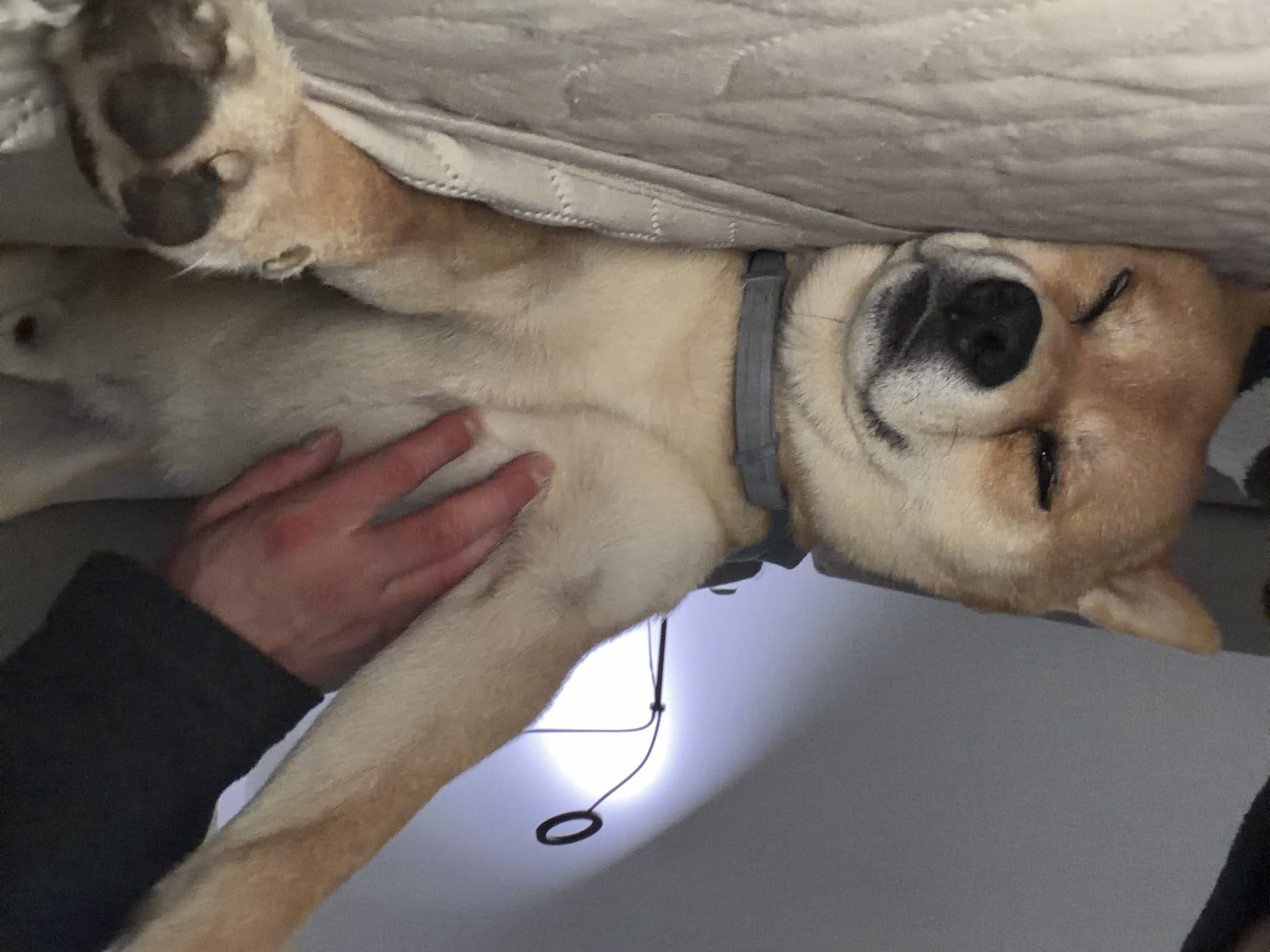 A medium, indoor shot depicts a Shiba Inu dog lying on its back, belly-up, being petted by a human hand. The dog is light tan and cream in color with a black nose. The hand belongs to a person wearing a black long-sleeved shirt. The dog wears a gray collar. The background appears to be a bed with light-colored bedding. A dark-colored cord with a loop at the end hangs in the lower center of the image. There is no evidence this photograph was taken in Priseltsi, Bulgaria.