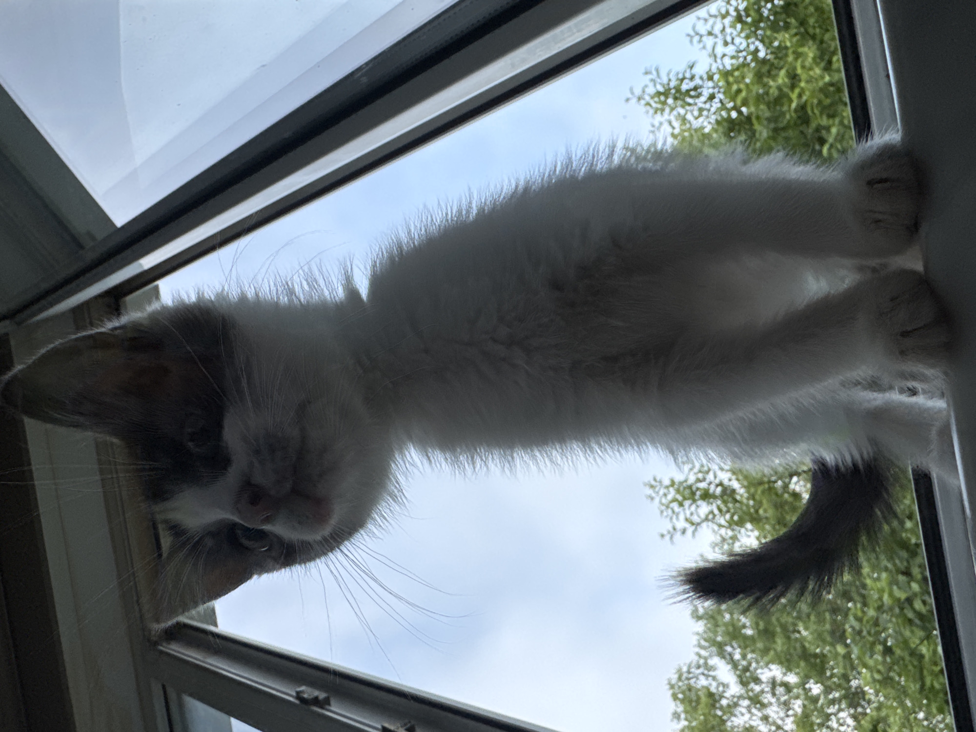 A low-angle, full-body shot captures a fluffy, black and white kitten sitting on a windowsill against a backdrop of trees and sky. The kitten, facing upwards and slightly to the left, has wide, curious eyes and delicate whiskers. Its fur is predominantly white with black markings on its head and a dark, bushy tail curled to its side. The windowsill is a dark, flat surface, and the window frame, made of white and grey material, is visible on either side, angled inwards. Through the window, lush green trees and a pale blue sky are visible. The lighting suggests it is daytime, possibly overcast, with light filtering in from the window. There are no people present in the image. The setting is consistent with an indoor environment looking outwards into a natural outdoor scene, possibly within a residential area in the city of Zaokskiy, Russia.