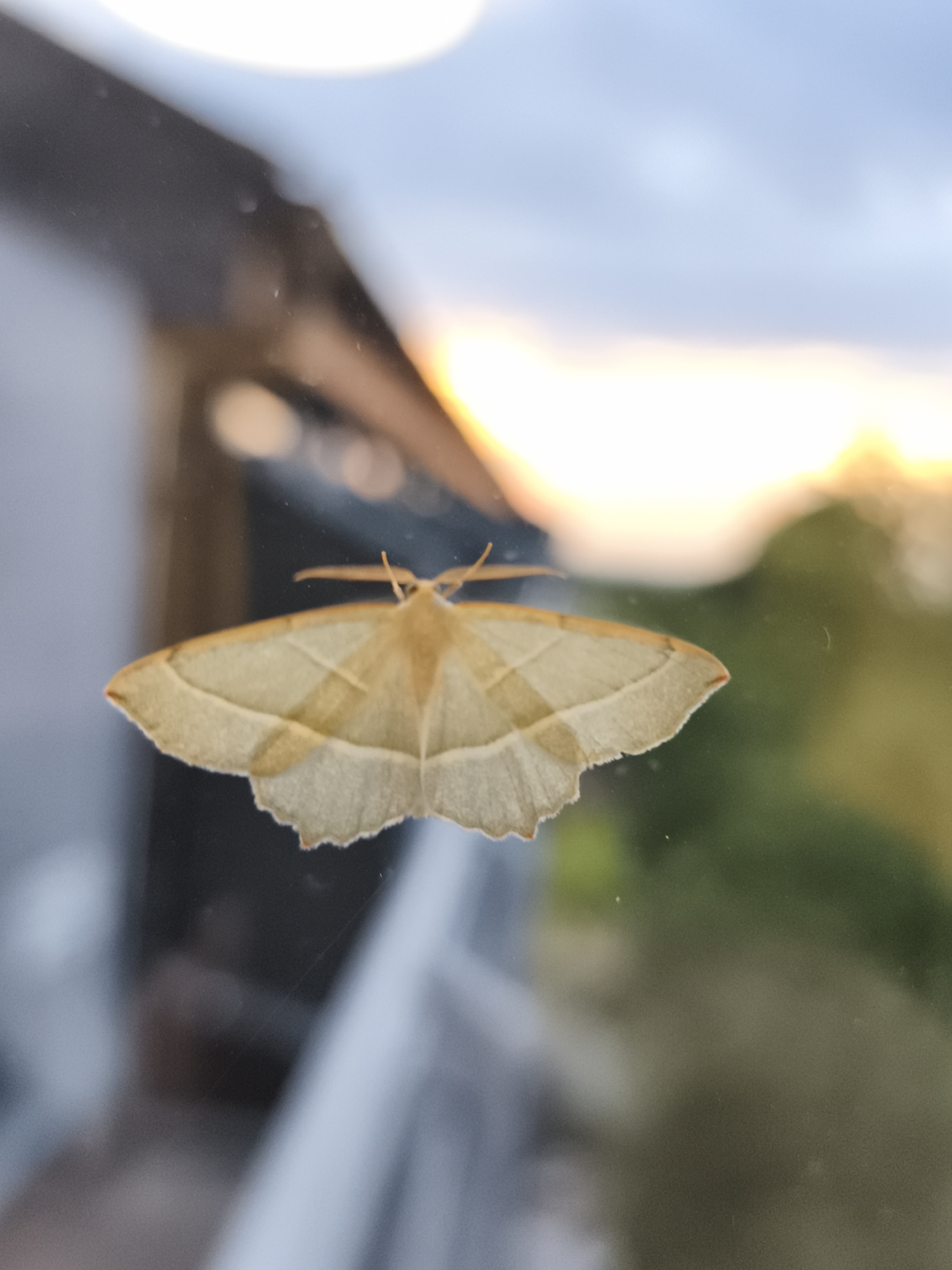 A light brown moth with subtle geometric patterns on its wings rests on a glass surface. The moth's antennae are visible, extending forward from its head. The background is blurred, showing a soft blend of colors from the sky, possibly during sunset, with hints of green foliage. The overall lighting suggests an outdoor environment. The location is Durbach, Germany.