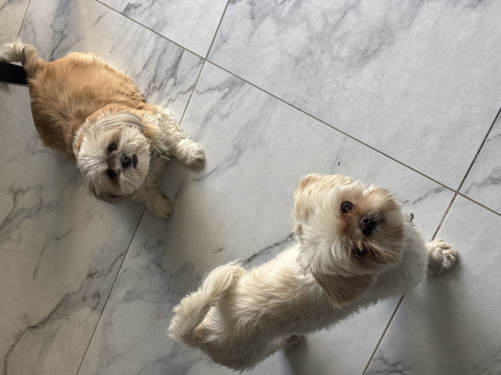 This media file, taken in Santa Clara Ocoyucan, Mexico, depicts two small, fluffy dogs indoors, viewed from a high angle looking down onto a tiled floor.
The subjects are two dogs, likely Shih Tzus or a similar breed, distinguished by their long fur and compact size. The dog in the upper left portion of the frame has tan and light brown fur with a white face, and is lying on its side. Its head is tilted back, and its dark eyes are directed upwards towards the viewer. A small, dark, rectangular object is partially visible behind its tail. The second dog, positioned towards the bottom right, features cream-colored fur with some tan highlights around its face and ears. It is sitting upright, also looking directly upwards with an attentive and curious expression.
The setting is an indoor space characterized by a clean, light-colored tiled floor. The tiles are large and square, featuring a subtle grey and white marble-like pattern with visible dark grout lines. Both dogs appear to be engaging with the photographer, possibly anticipating interaction or a treat. The lighting is bright and even, typical of an indoor environment during daylight hours. No visible text is present in the image.