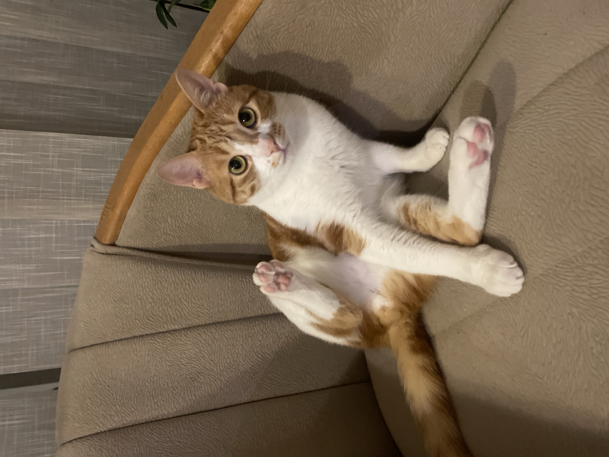 An orange and white cat lies on its back in a beige chair, looking at the camera. The cat's paws are visible, with pink paw pads. The chair has a wooden frame. A gray wall is visible in the background.