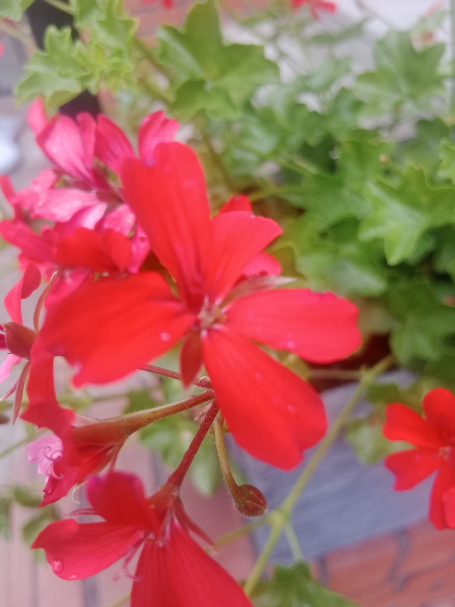 The image shows a close-up view of red geranium flowers and green leaves. The flowers are in various stages of bloom, with some fully open and others still budding. The leaves are a vibrant green and have a serrated edge. The background is blurred, but appears to be a planter with a brick and possibly stone texture. There are no people or animals visible in the image. The setting is likely a garden or outdoor patio, and could be located in Bydgoszcz, Poland, given the context provided.