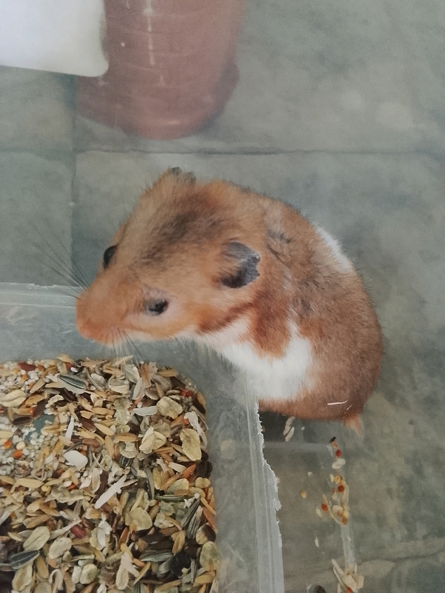 A Syrian hamster, with tan fur and white markings, is positioned to the right of a container of hamster food. The hamster is looking towards the left, with its nose slightly down. The background consists of a grey, textured surface, possibly a floor or wall, and a blurred brown object. The scene appears to be indoors.