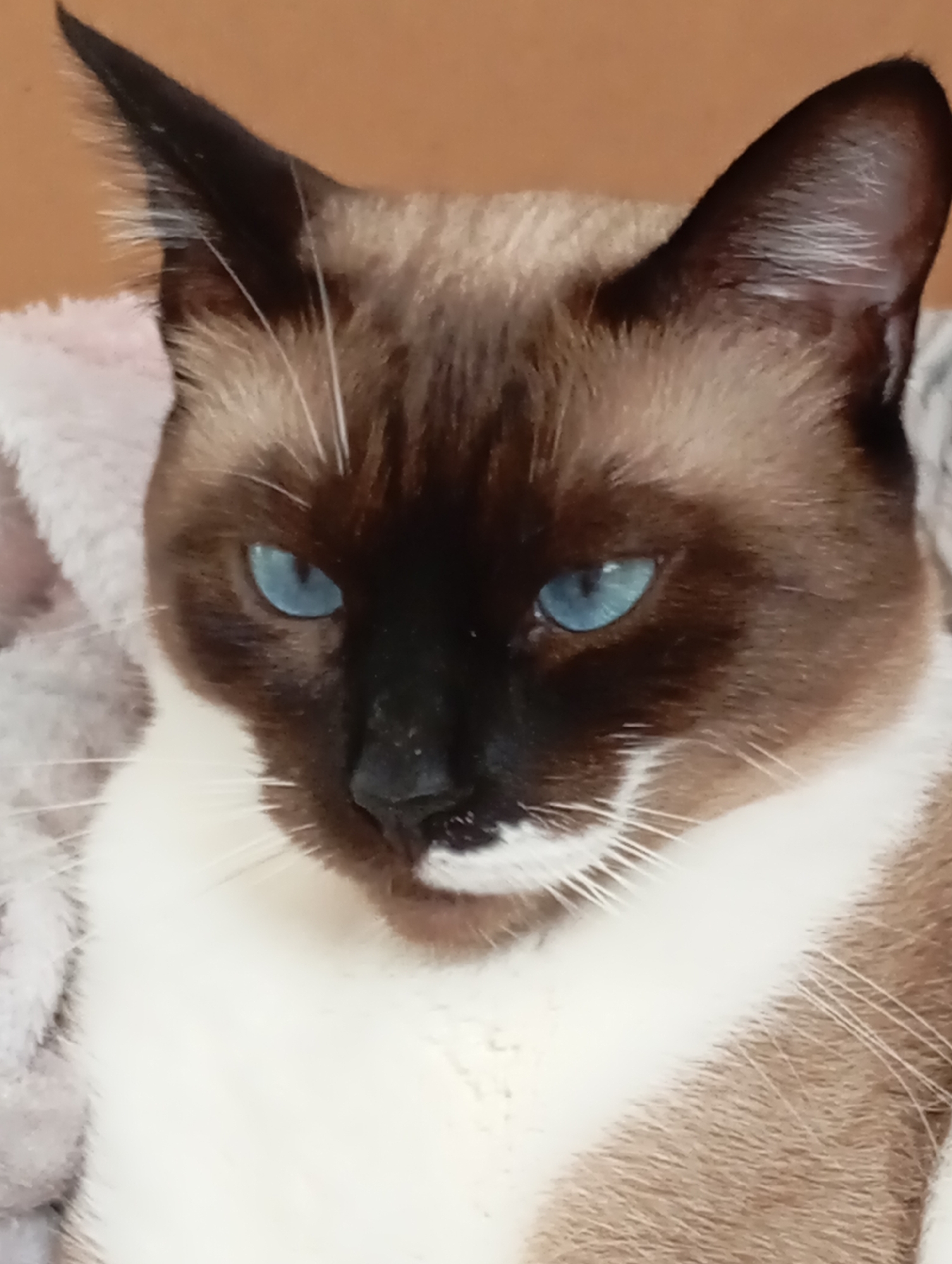 A close-up shot focuses on the face of a Siamese cat with striking blue eyes. The cat's fur is a mix of brown points on its ears, face, and body, contrasted with a white chest and abdomen. The cat appears to be resting on a soft, light-colored blanket or fabric. The background is a warm, muted brown, suggesting an indoor setting. There is no identifiable location in Batumi, Georgia, or any other specific geographical information present in the image. The image captures a static portrait of the feline subject.