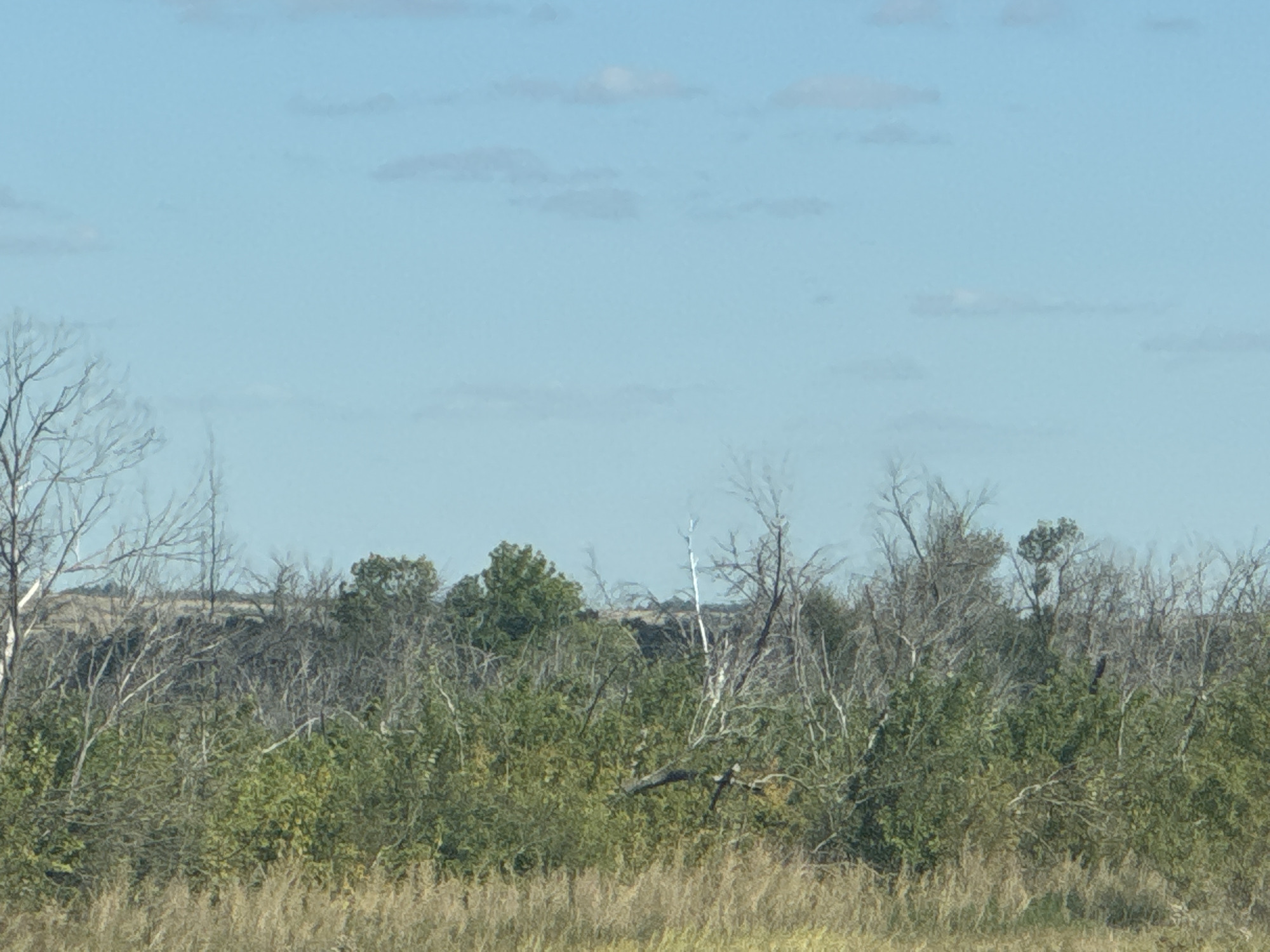 The image depicts a natural landscape with a clear blue sky above. In the foreground, there is a field of dry grass. Behind the grass, a dense collection of trees and brush extends across the frame. Some trees are bare and skeletal, while others are covered in green foliage. In the middle ground, the terrain appears to rise gently, with more trees and vegetation visible. The overall scene suggests a rural or wilderness setting, possibly in the outskirts of Perevolotsky, Russia, given the context. There are no people or animals visible in the image, nor any human-made structures or activity.
