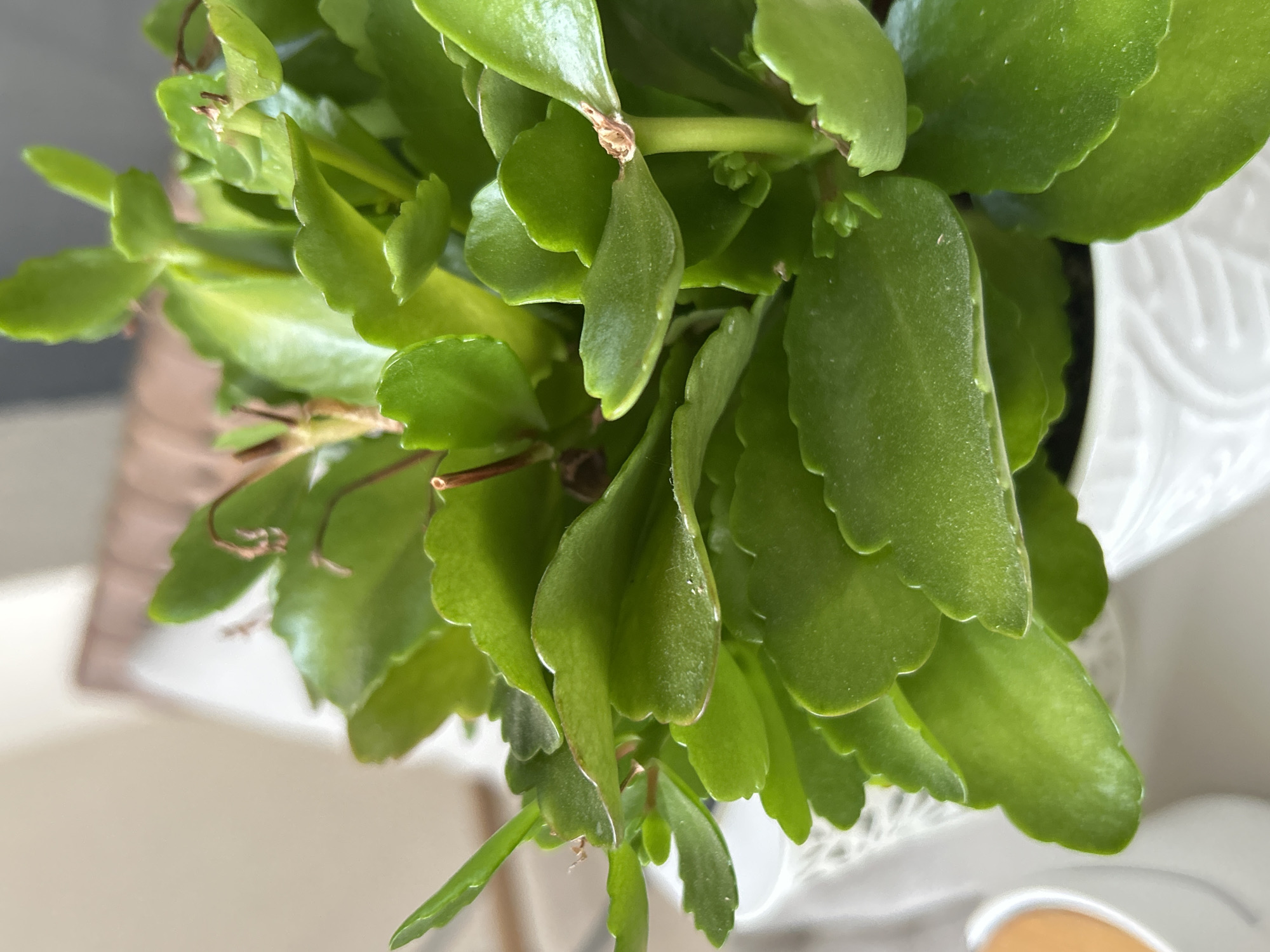 The image shows a close-up, high-angle view of a green succulent plant, likely a Kalanchoe, in a white patterned pot. The plant features numerous fleshy, scalloped-edged leaves. Some leaves have brown, dry tips. The pot is partially visible and appears to have a textured, possibly embossed, design. The background is blurred but shows a glimpse of a table and a wall. There is no evidence indicating that this image was taken in Plovdiv, Bulgaria, nor does it feature any people.