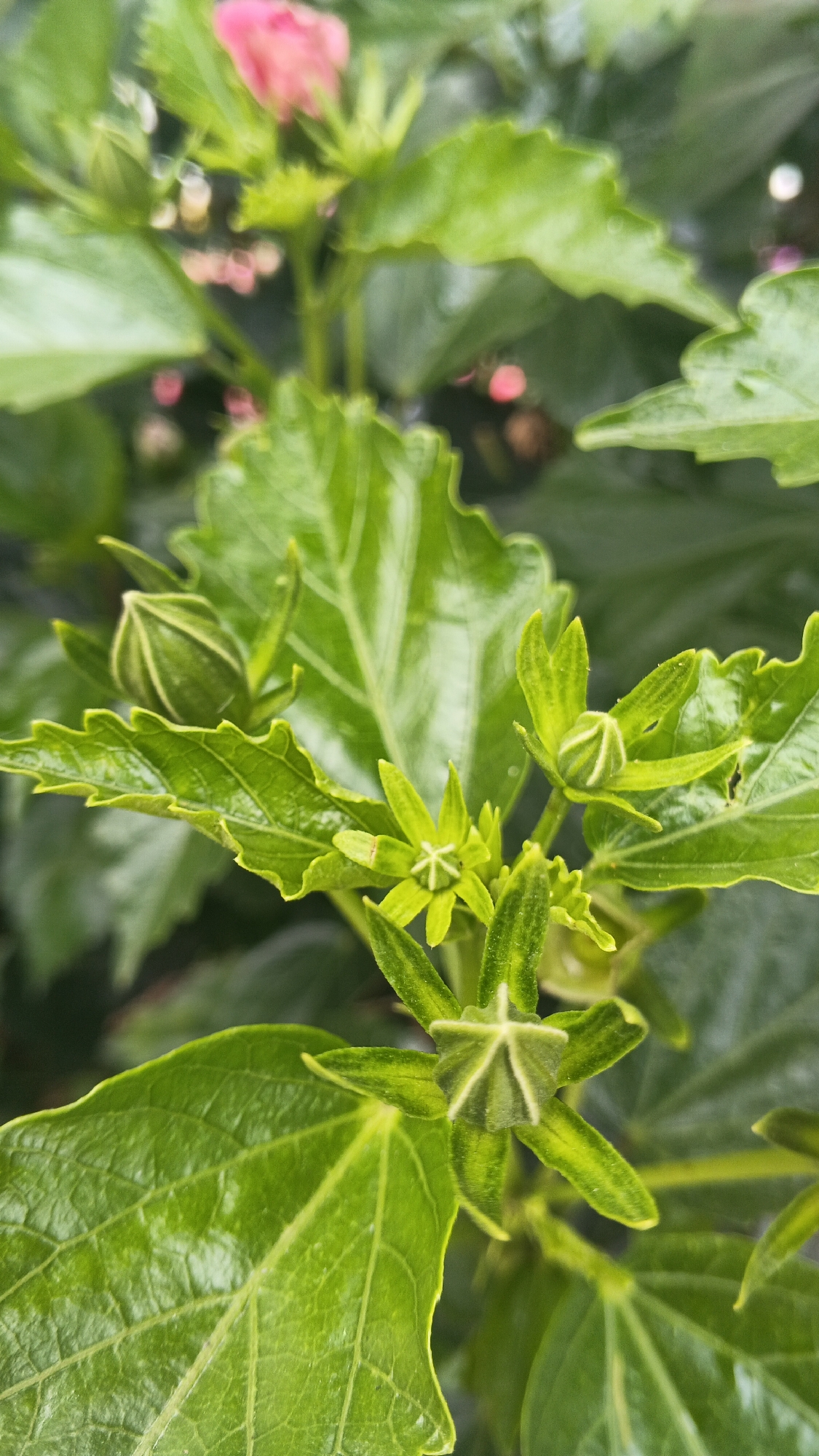 The image is a close-up, vertical shot of green hibiscus plant buds and leaves. The leaves are a vibrant green with serrated edges and prominent veins. Several small, green buds are visible, some tightly closed and others starting to open, revealing a star-like calyx. In the upper background, a blurred pink flower is partially visible, suggesting the plant is in bloom. The lighting is natural, highlighting the texture and sheen of the leaves. The scene appears to be an outdoor setting, likely a garden or park, given the plant's growth and the natural foliage. There are no people or animals present in the image.