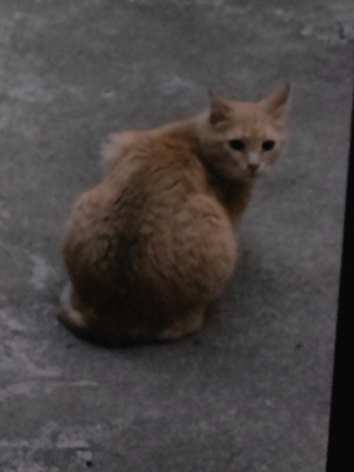 An orange cat is sitting on a gray surface. The photo was taken outdoors, potentially on a stone surface. There is nothing in the image that would allow a definitive determination of the location as Sofia, Bulgaria.
