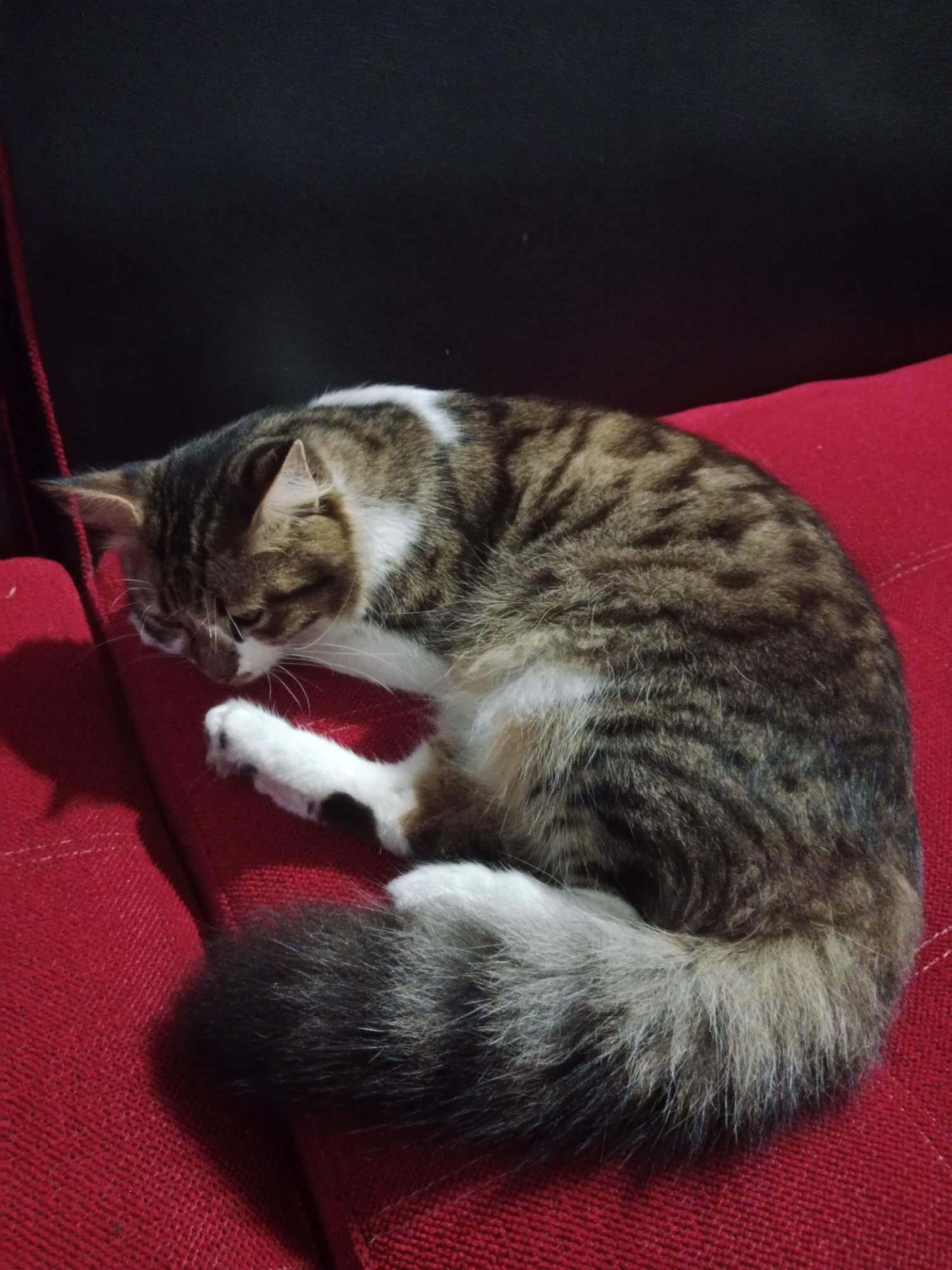 A tabby cat is curled up on a red couch. The cat is facing left with its eyes closed. Its tail is wrapped around its body. The couch is made of a textured fabric and is dimly lit. The background is dark and out of focus. The image appears to have been taken indoors, likely in a residential setting in Sumberasri, Indonesia.