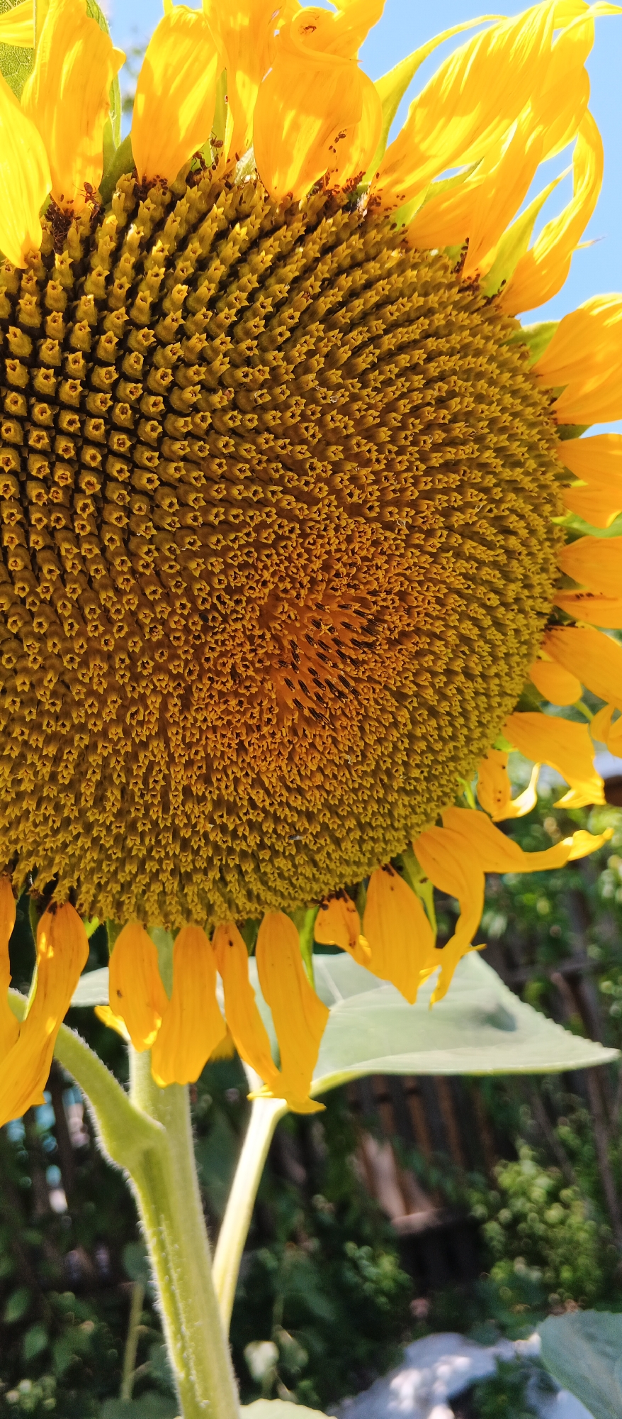 An extreme close-up, eye-level shot of a sunflower shows its detailed center filled with many small florets, interspersed with darker seeds. Bright yellow petals unfurl outwards and upwards, some appearing slightly wilted and detached near the bottom. The stem and a portion of a large leaf are visible at the bottom of the frame. The background is softly blurred, revealing hints of green foliage and a wooden fence, suggesting an outdoor setting. The sky, a clear blue, is visible at the top right. There are no people or animals in the image. The scene is a naturalistic, daytime shot of a sunflower.