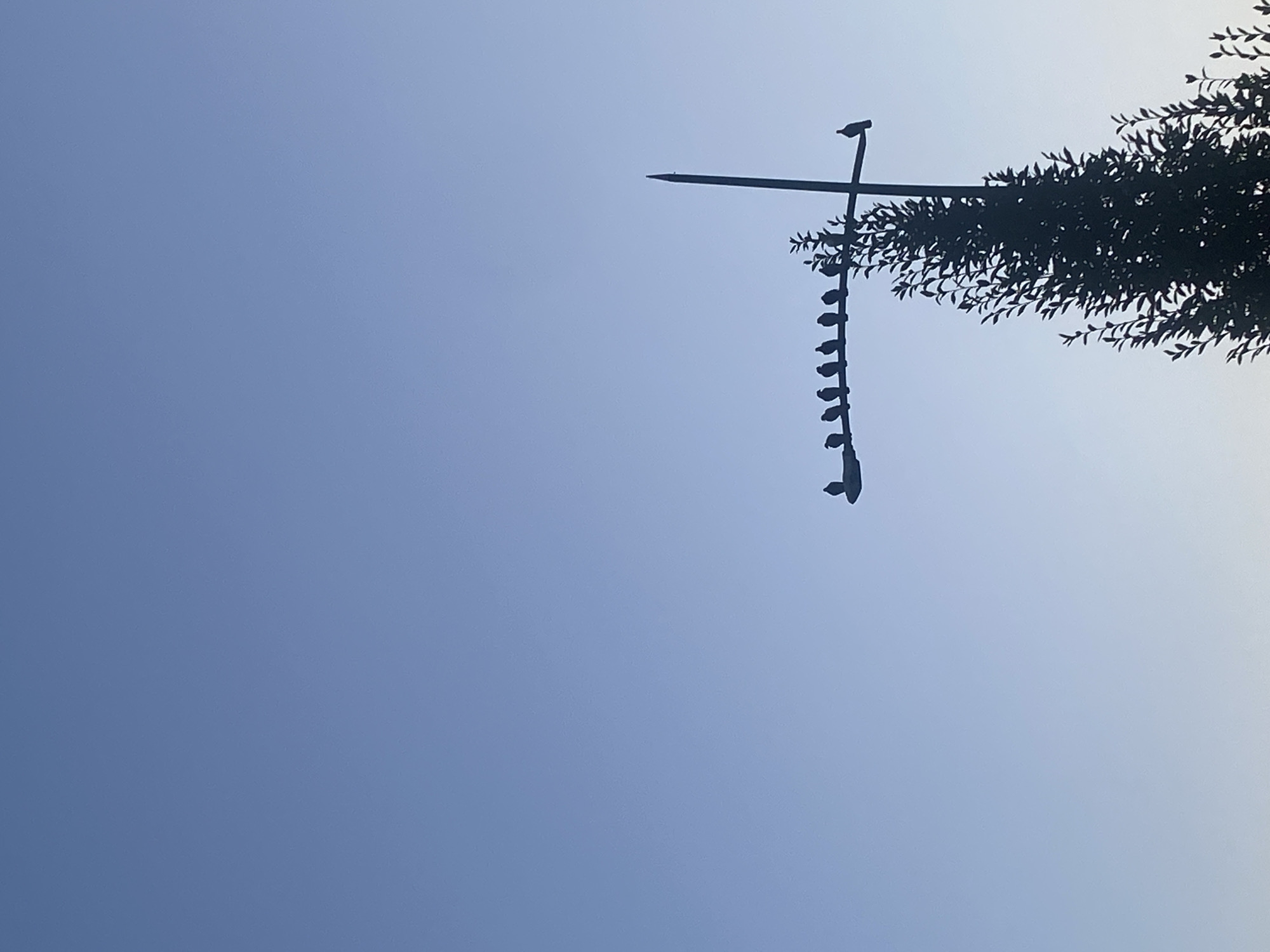A silhouette of a streetlight is visible against a clear, pale blue sky. A row of small birds are perched on the horizontal arm of the streetlight. To the right of the birds, a tall, dark green tree with dense foliage grows upwards, partially obscuring the streetlight's pole. A single bird is perched on the right side of the streetlight's arm, further away from the main group. The scene is likely captured in the city of Nowy Sącz, Poland.