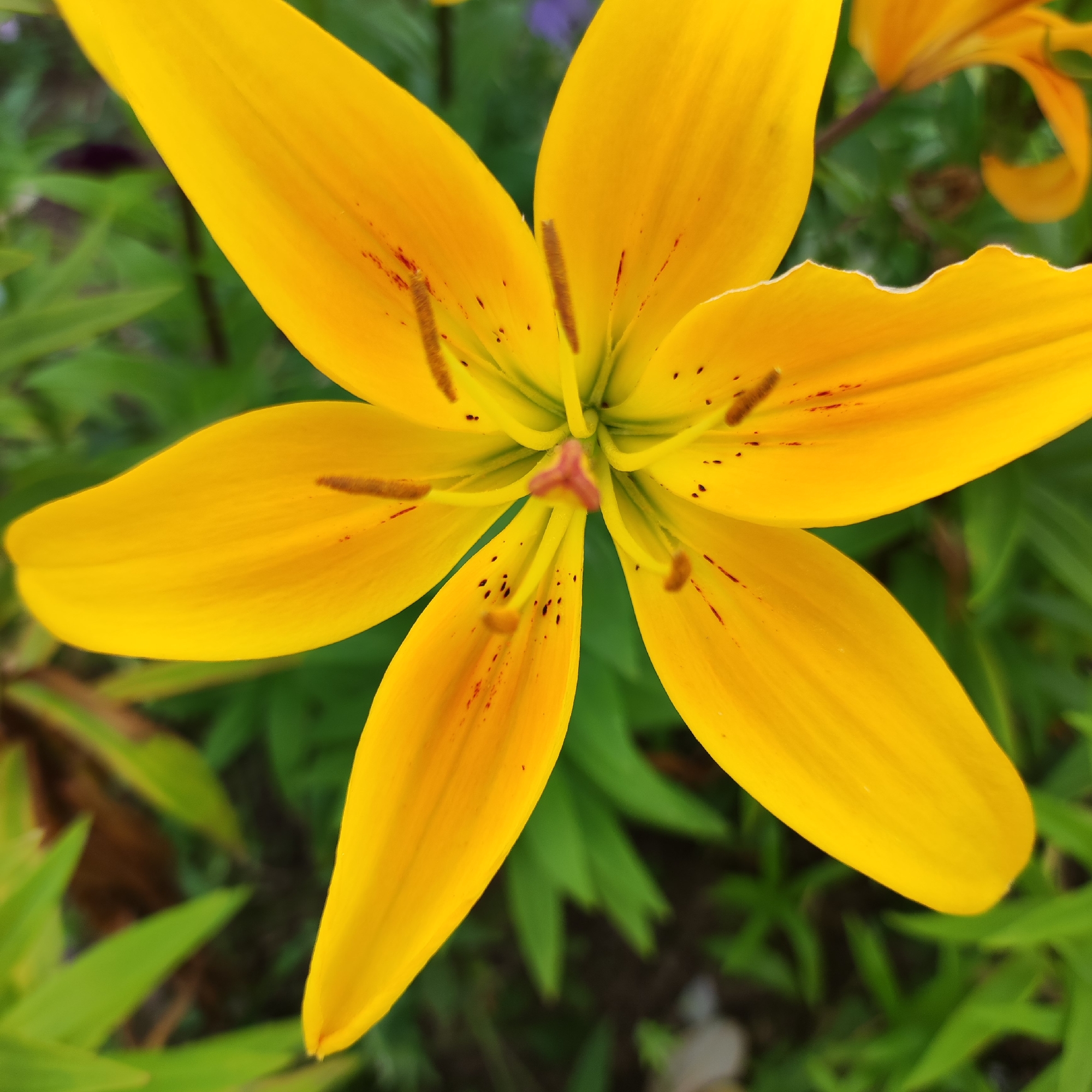 A close-up, top-down view shows a bright yellow lily with six petals. Reddish-brown spots and streaks are visible on the petals, particularly near the center. The stamen and pistil are in the center of the flower, with brown anthers tipped with pollen. The background is a blur of green foliage and dark soil. The image appears to be a photograph taken in a garden or natural setting, likely in the city of Navoloki, Russia.