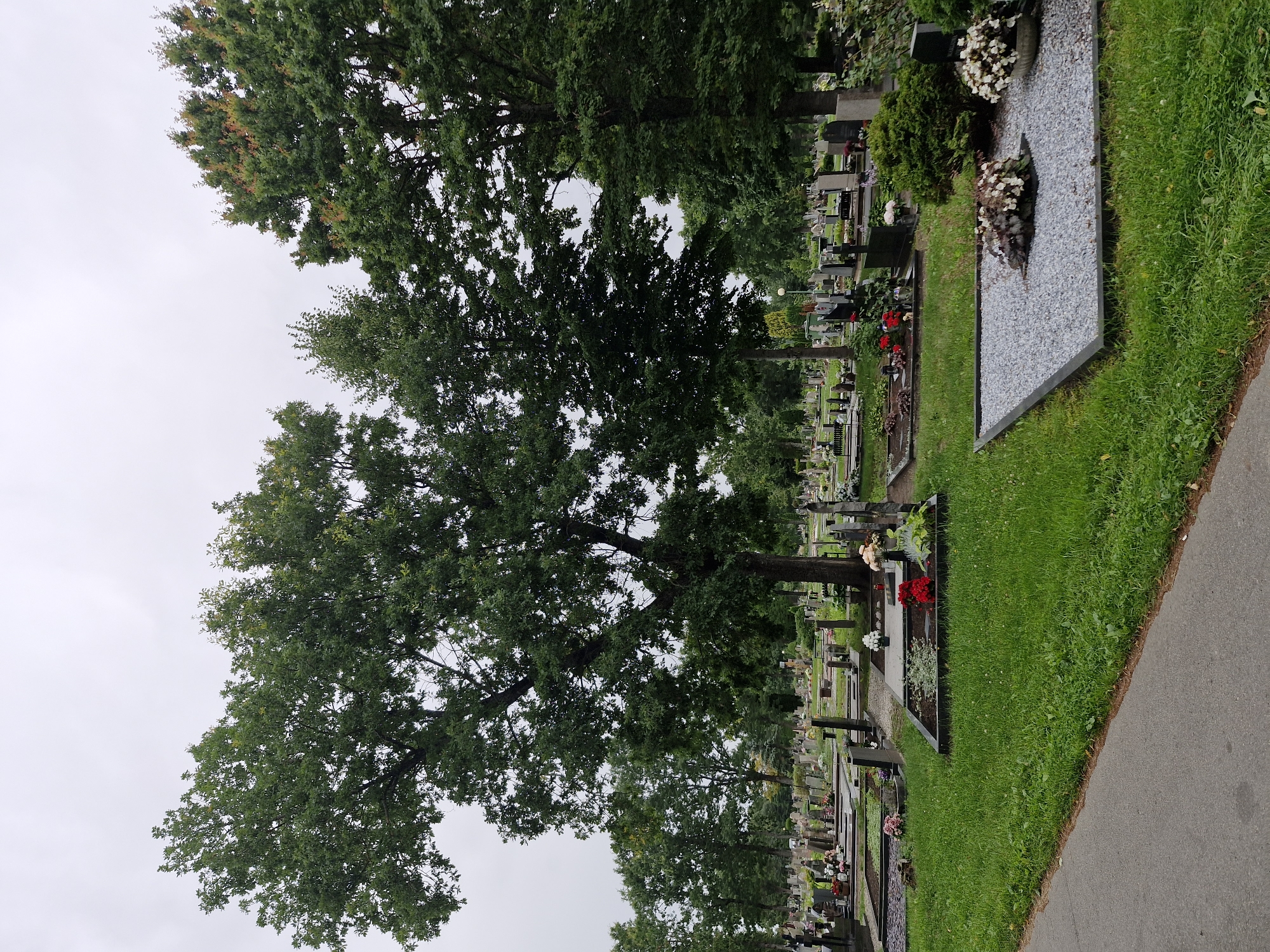 The image depicts a cemetery scene with numerous tombstones and graves. Large, mature trees with green foliage are interspersed throughout the grounds. The sky is overcast, suggesting a cloudy day. The cemetery appears well-maintained, with manicured grass and some floral arrangements on the graves. A paved pathway is visible in the foreground. The overall atmosphere is somber and peaceful. This scene is located in the city of Ketvergiai, Lithuania.