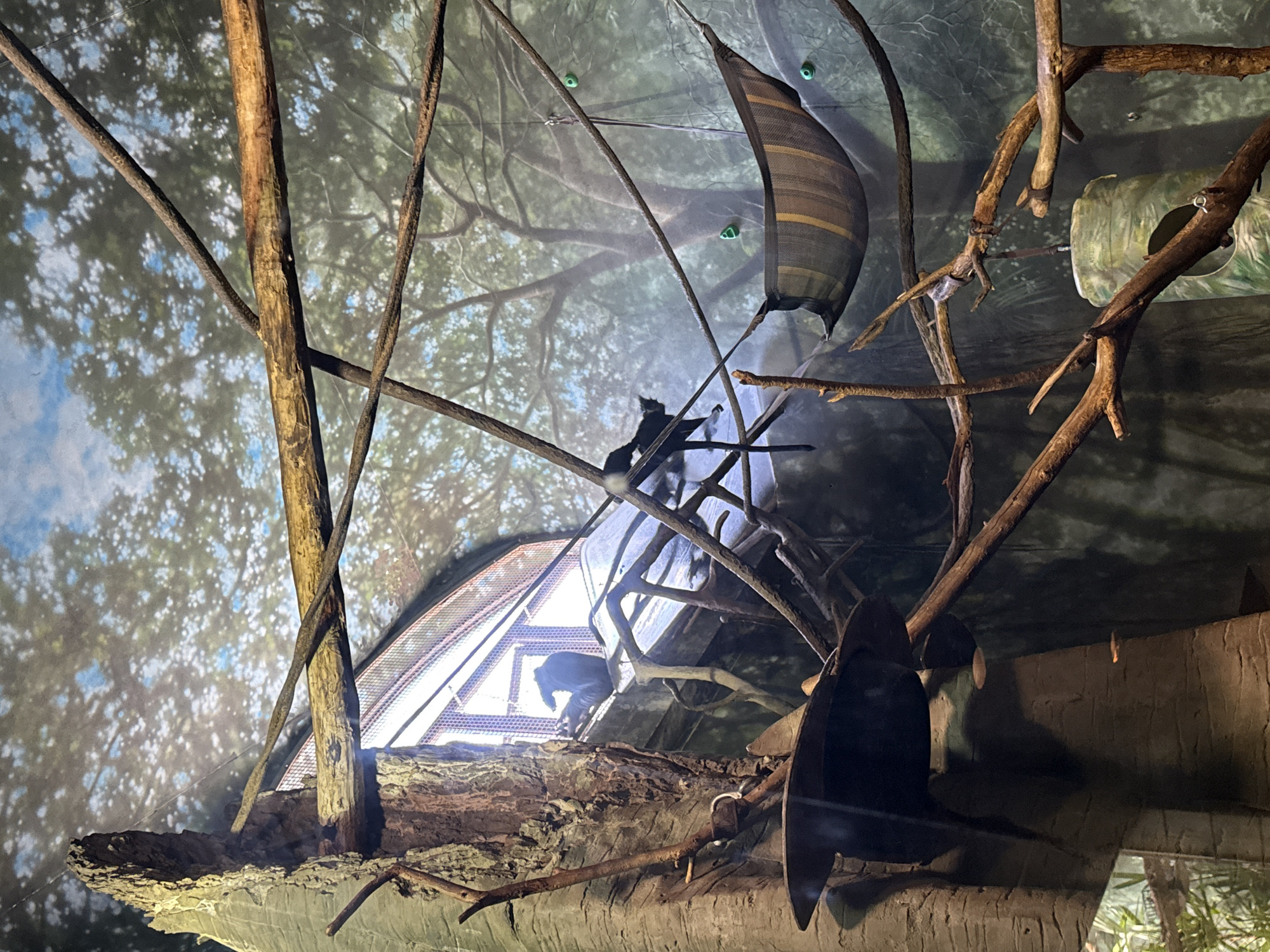 The image shows an enclosure at the Lincoln Park Zoo in Chicago, Illinois. Several black primates are visible, moving through a habitat constructed of branches, mesh, and artificial rockwork. A hammock-like structure hangs from the top of the enclosure. The backdrop is a painted mural of a forest canopy.
