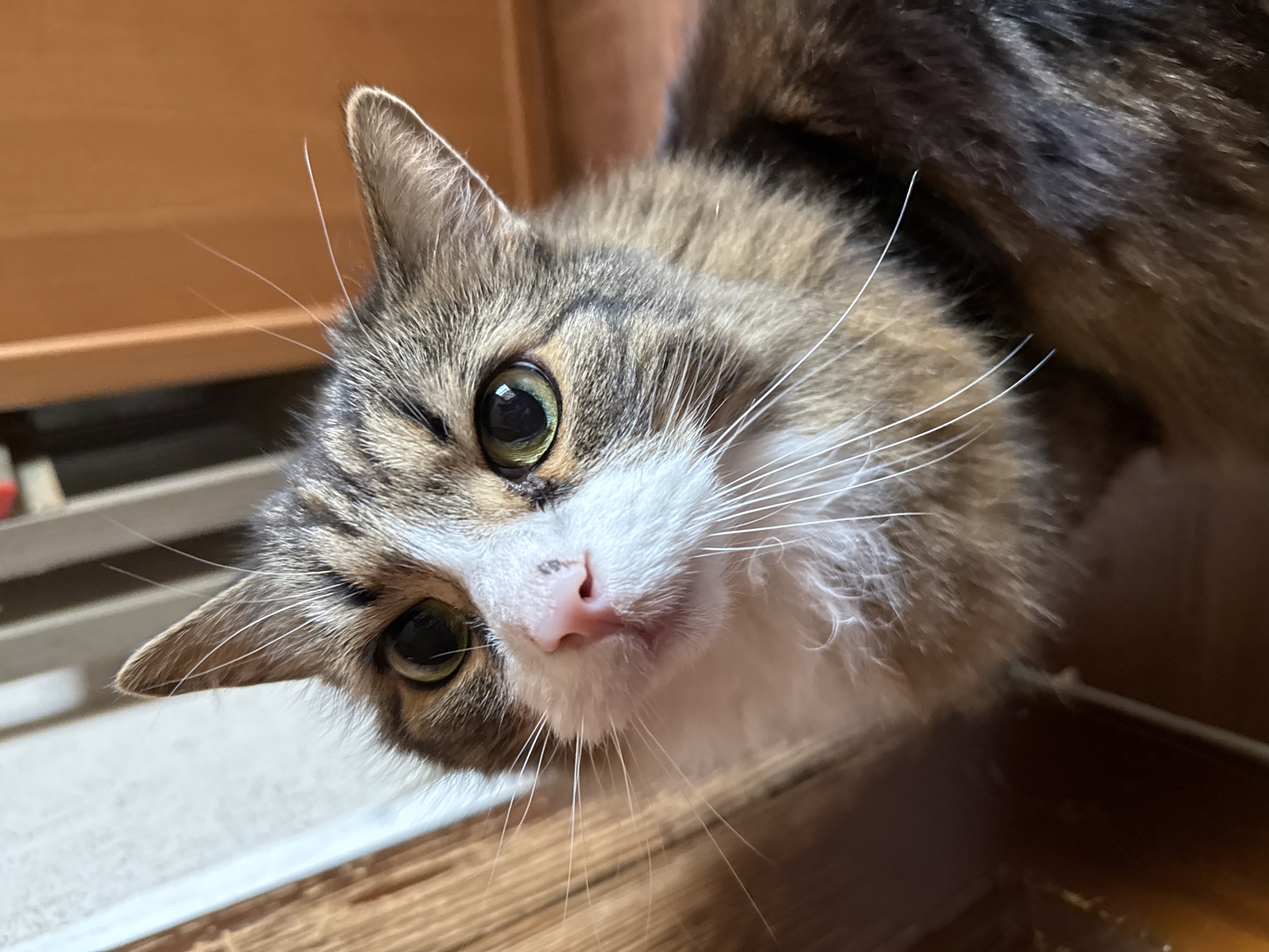 A close-up, angled view captures a cat with green eyes, a pink nose, and white whiskers. Its fur is a mix of brown, black, and white. The cat is partially framed by wooden surfaces, suggesting an indoor setting, with light reflecting off the polished wood. The environment beyond the wood is out of focus, but appears to be another wooden surface. There is no indication of the location being Saint Petersburg, Russia.