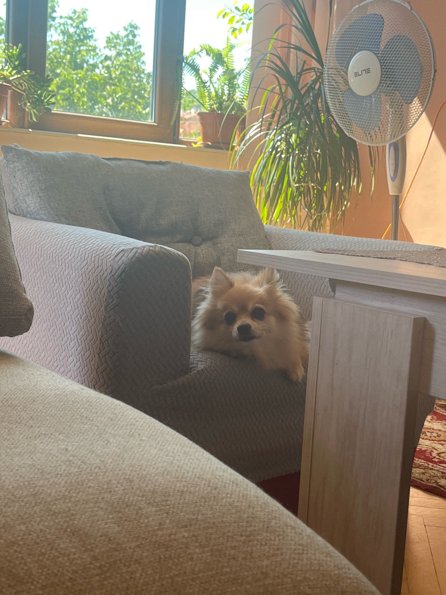 A small, fluffy Pomeranian dog is resting on a gray armchair. The dog is light brown and cream-colored with dark eyes and a dark nose. It is looking directly at the camera. The armchair has a textured fabric and is positioned in a room with natural light streaming in from a window. Beyond the armchair, a tall plant with long green leaves is visible, along with a white electric fan. A light-colored table is also in the frame, partially obscuring the dog. In the background, sunlight illuminates the wall and floor. The image appears to be taken indoors, likely in a residential setting. There is no indication of the specific location within the city of Montana, Bulgaria, other than what is implied by the general domestic environment.